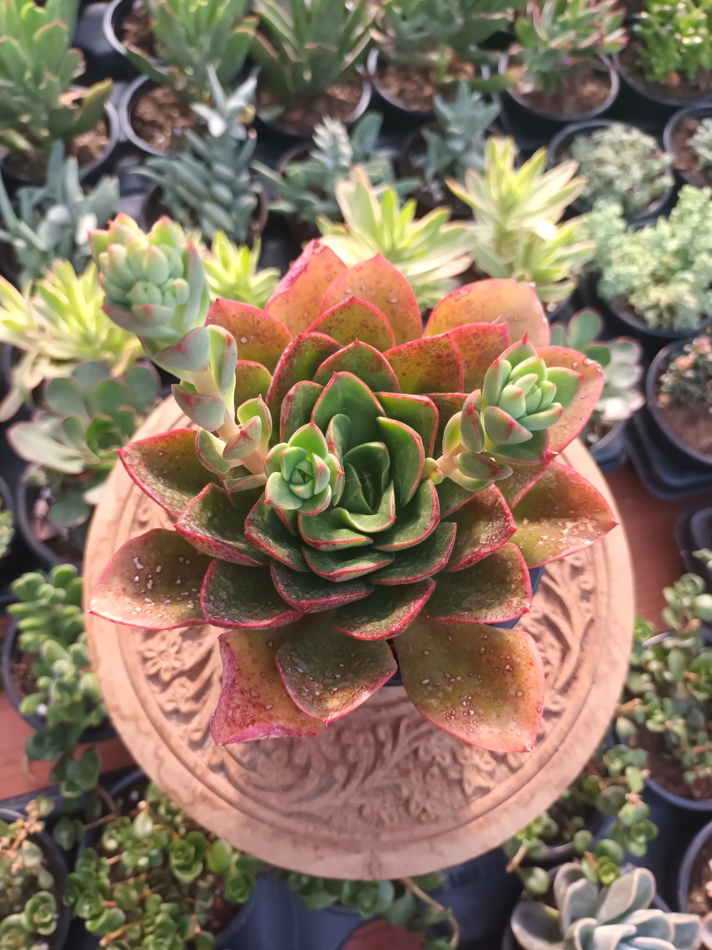Echeveria Salsa Verde