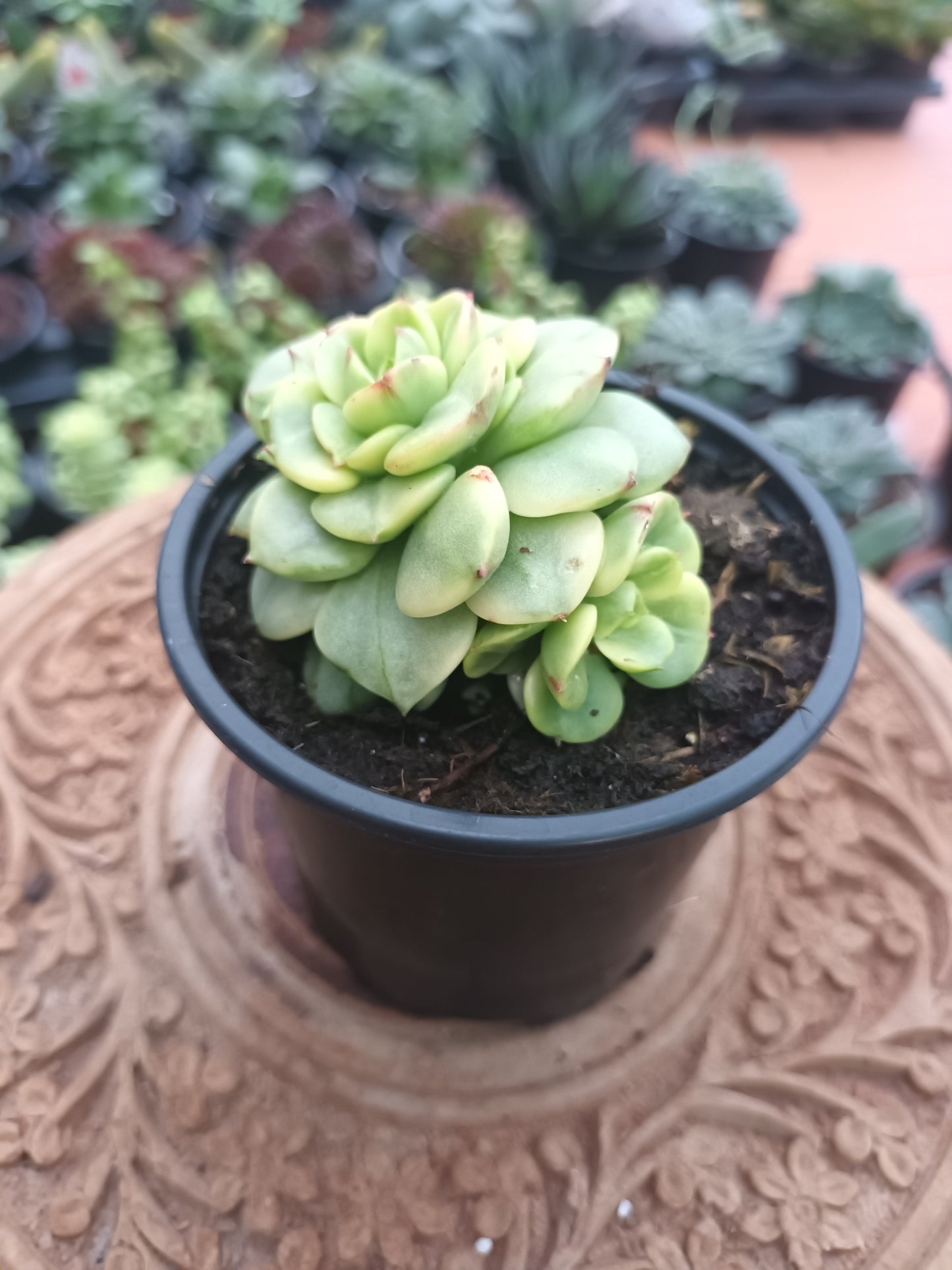 Sedeveria 'Rolly' yellow variegata