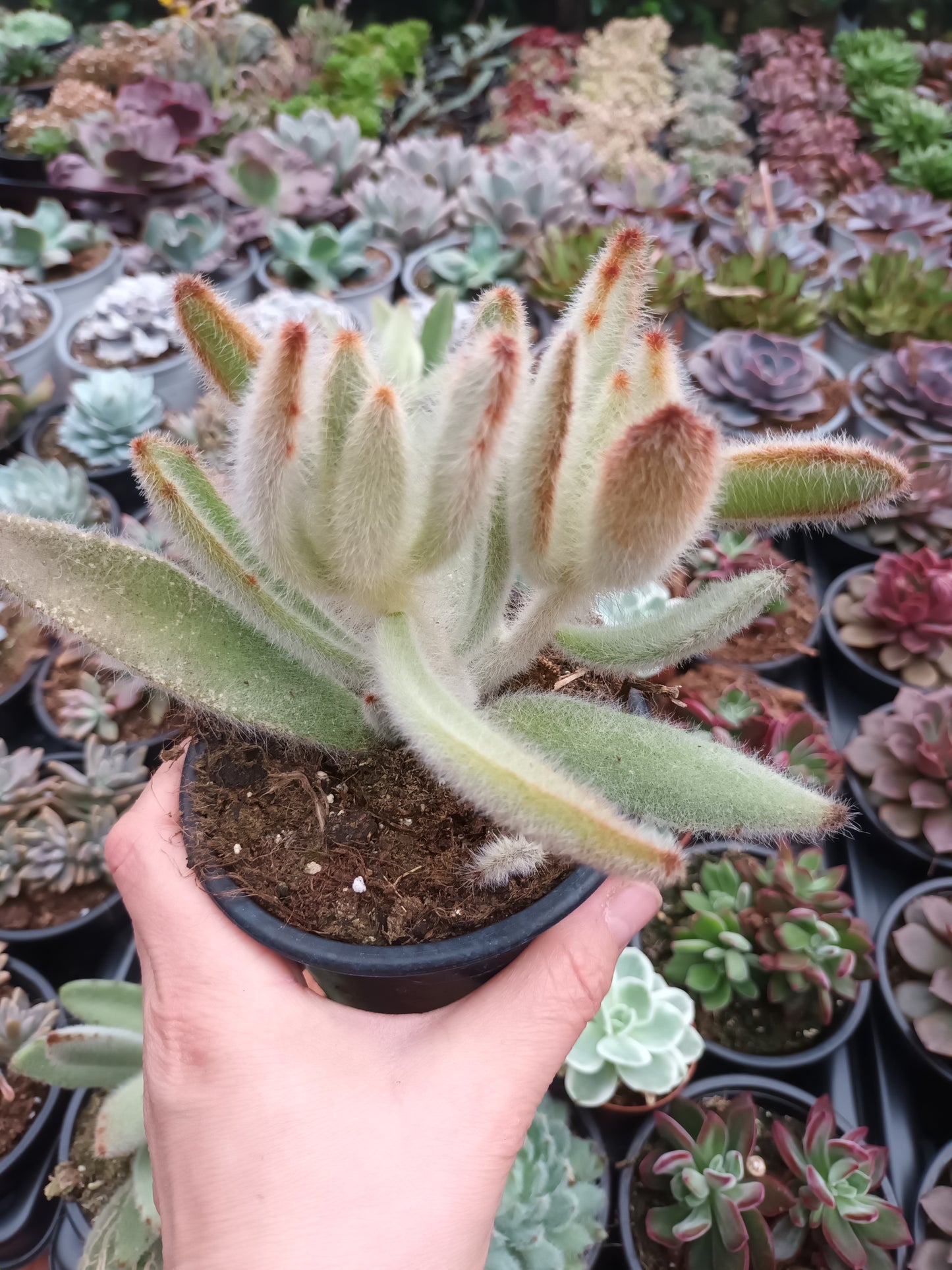 Kalanchoe Tomentosa Hairy Harry