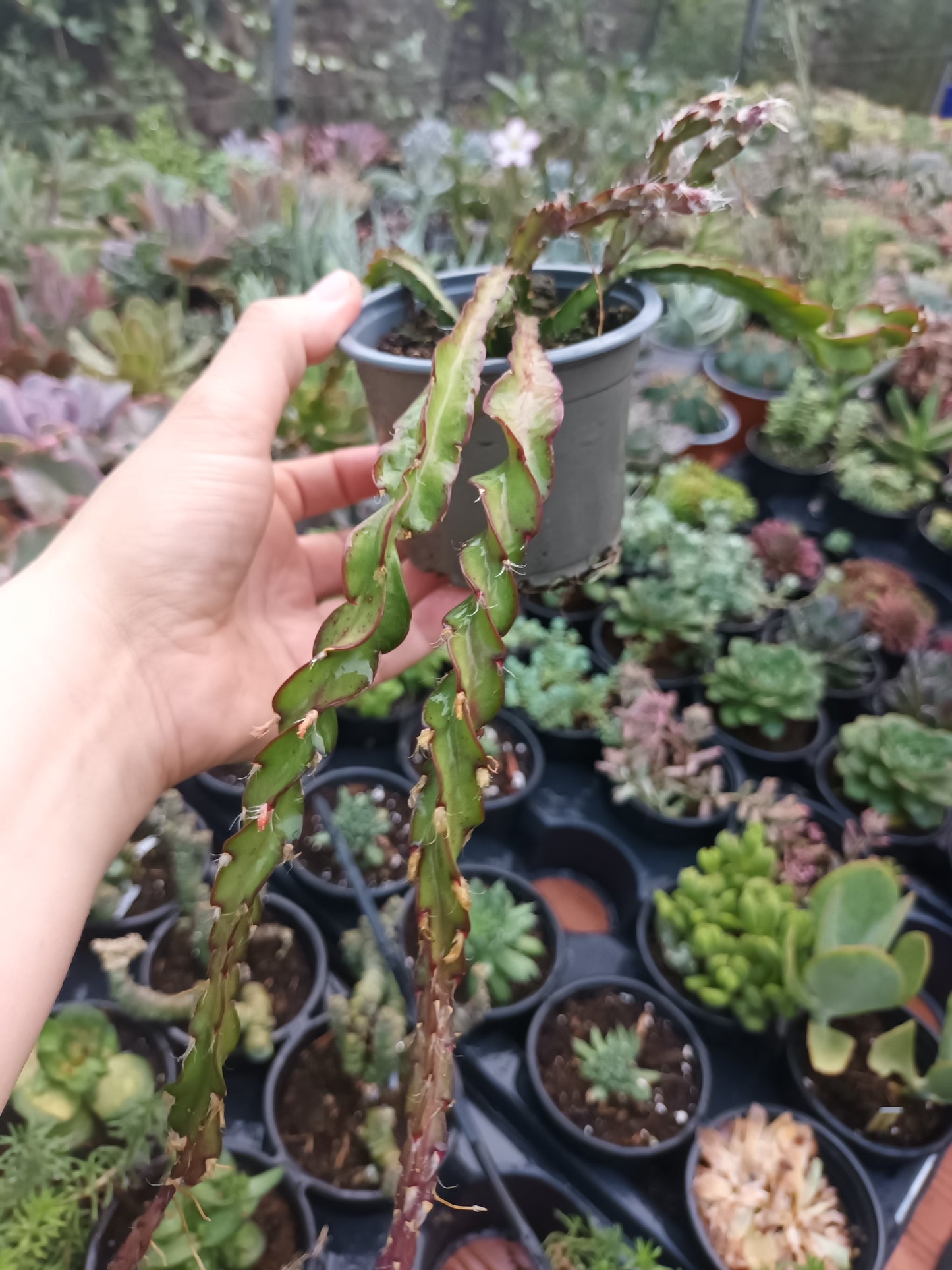 Lepismium cruciformis spiralis o cactus rabo de cerdo