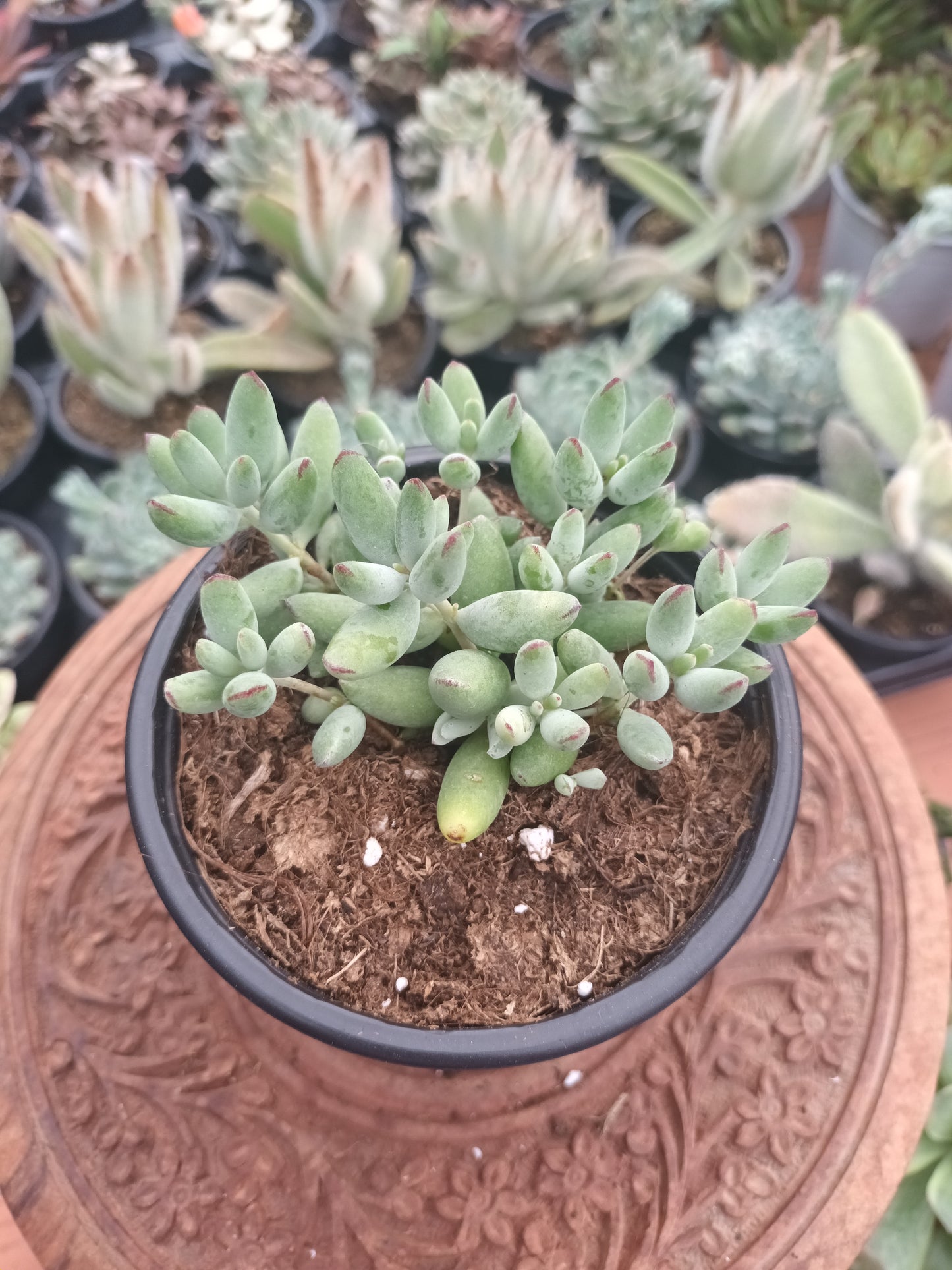 Cotyledon orbiculata 'Happy Day'
