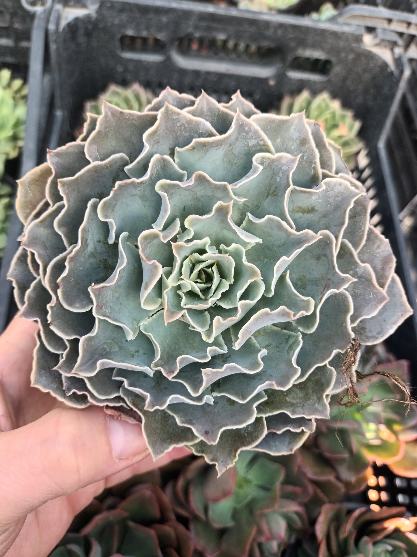 Echeveria shaviana peregrina