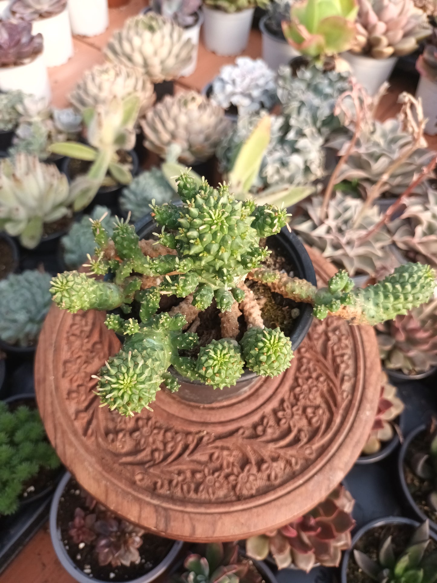 Euphorbia spp 'Medusoide'