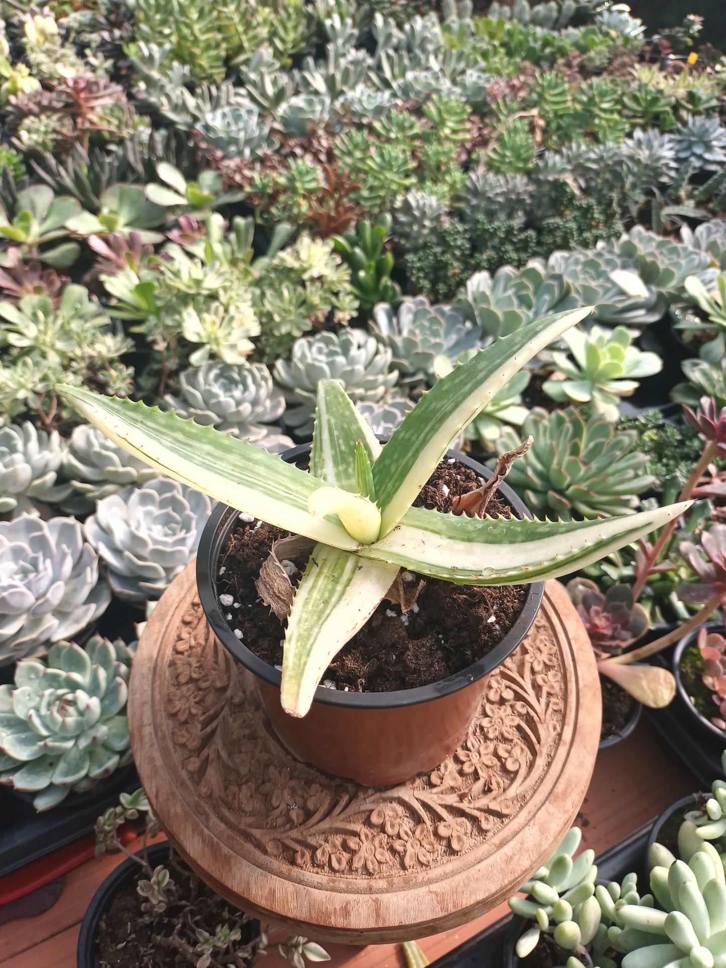 Aloe maculata variegata / Aloe saponaria variegata