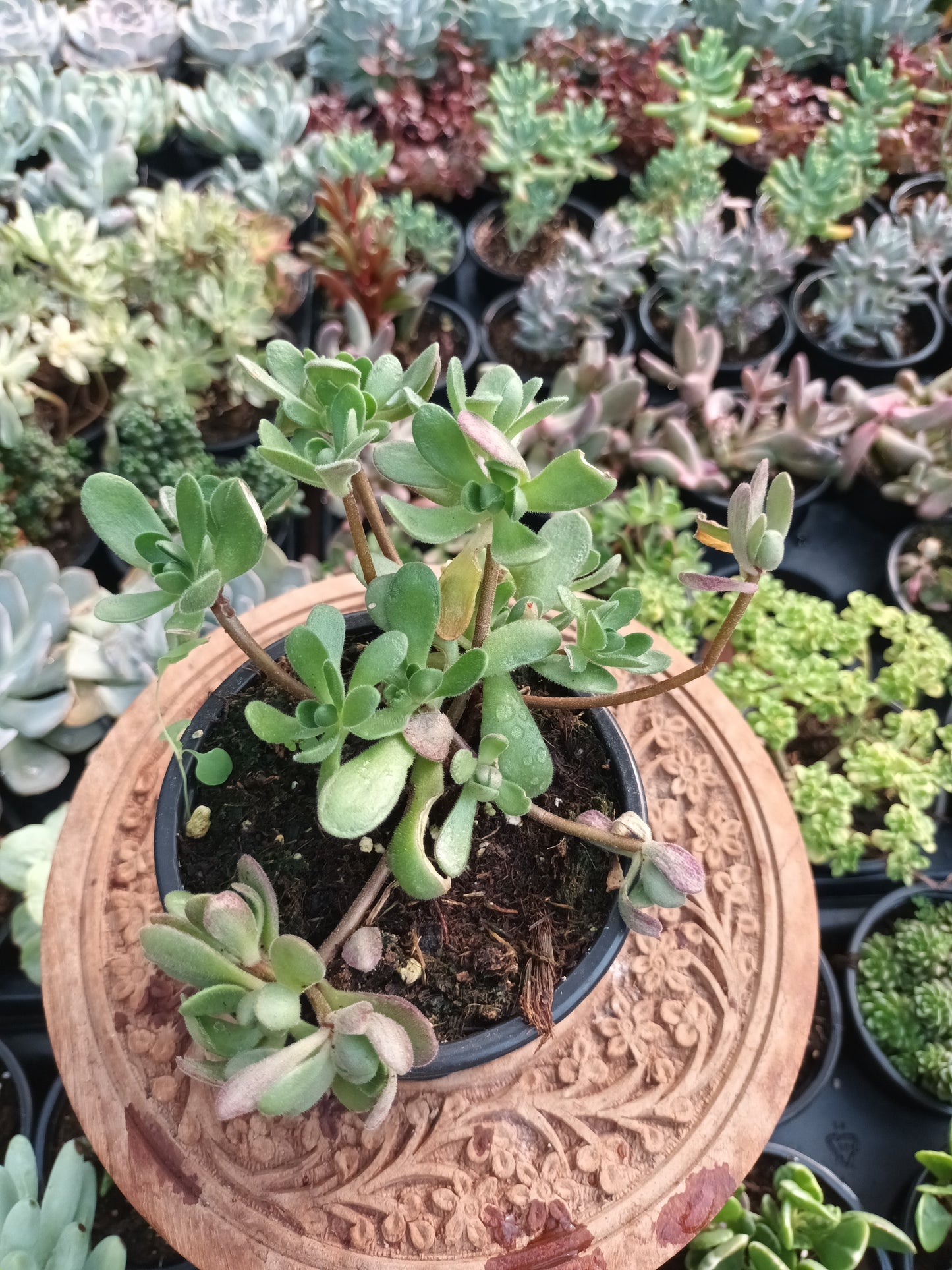 Aeonium saundersii
