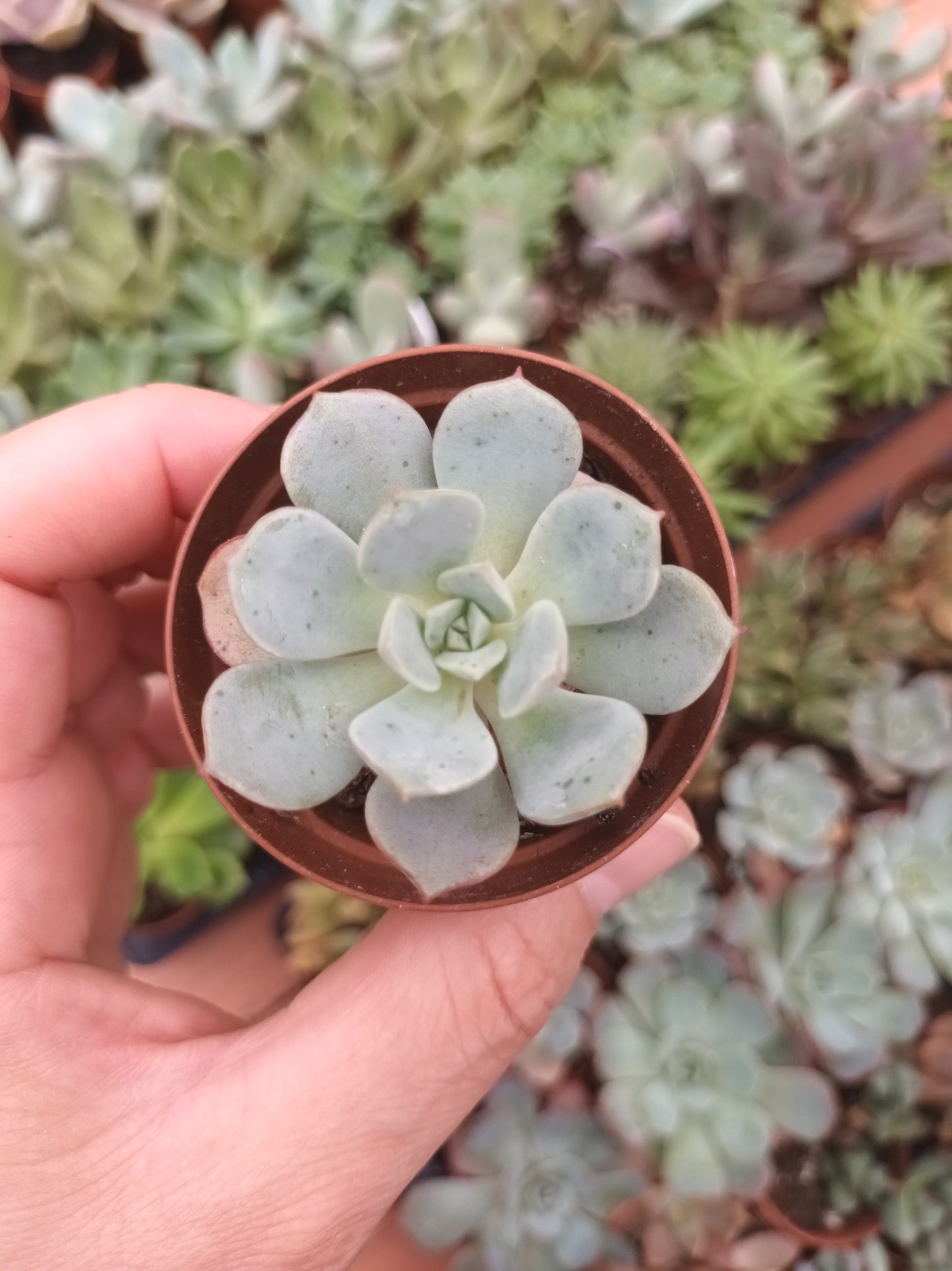 Echeveria subcorumbosa lau 026