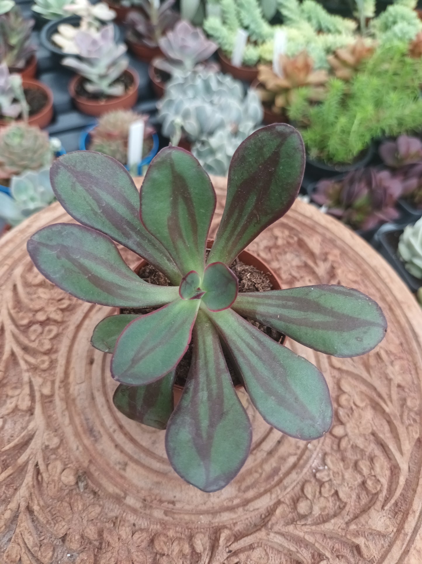 Echeveria Nodulosa