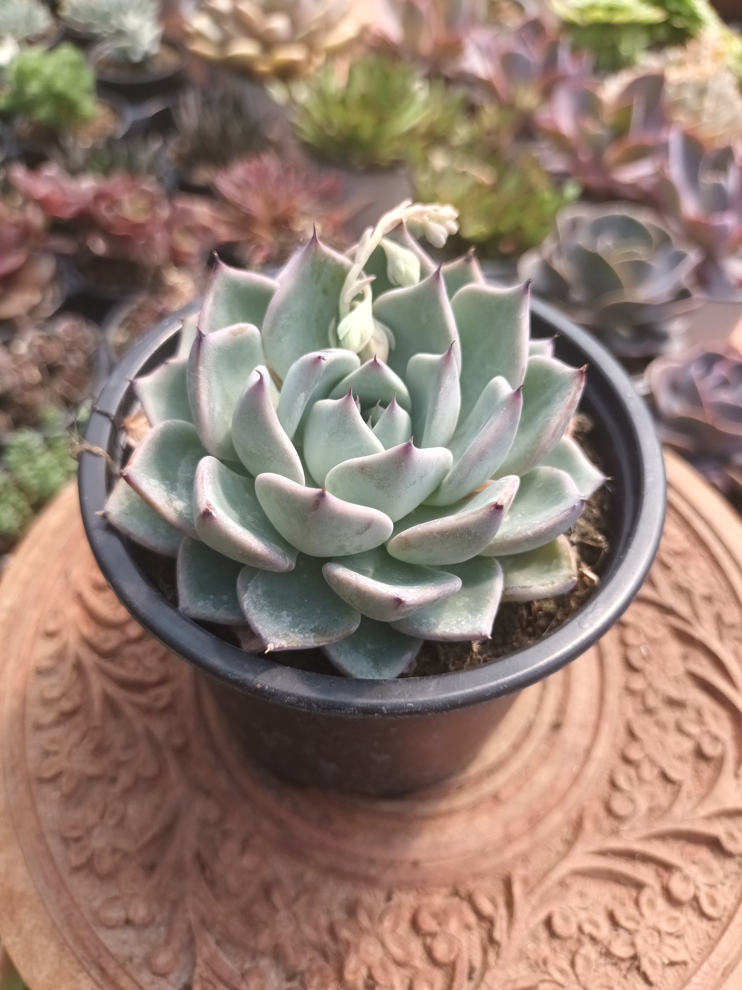 Echeveria cuspidata parras