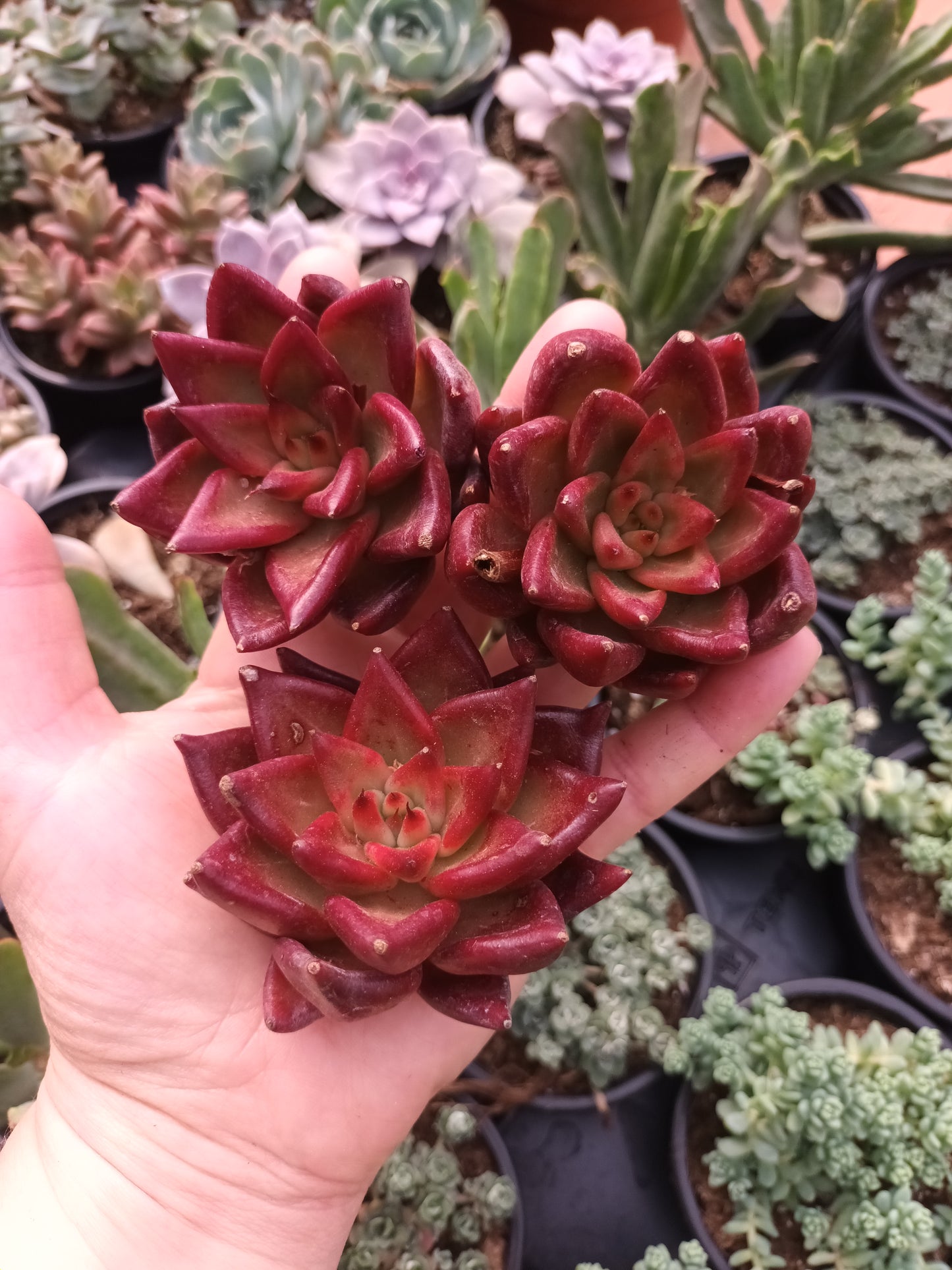 Echeveria 'Red Soul'
