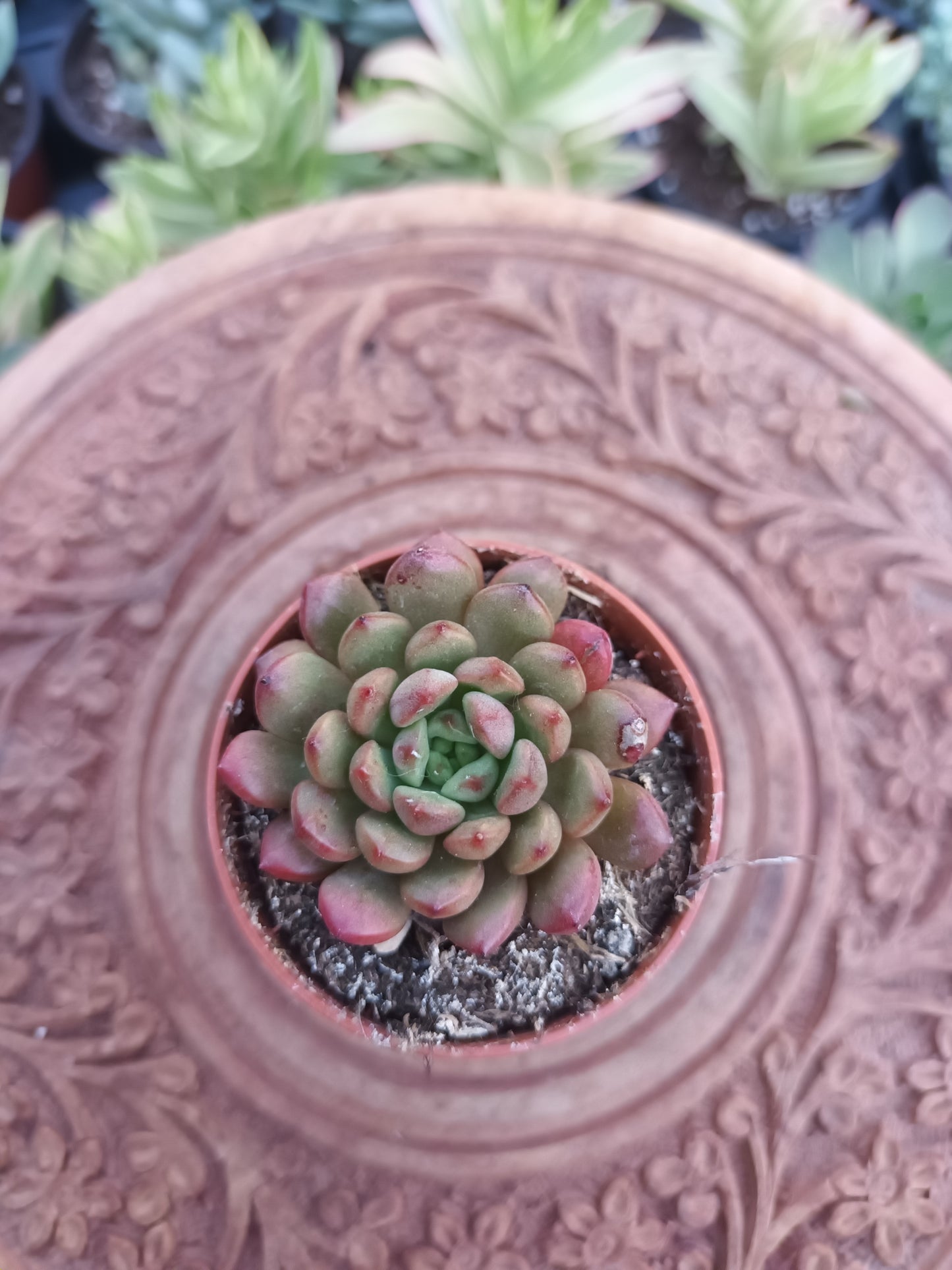 Graptoveria bashful