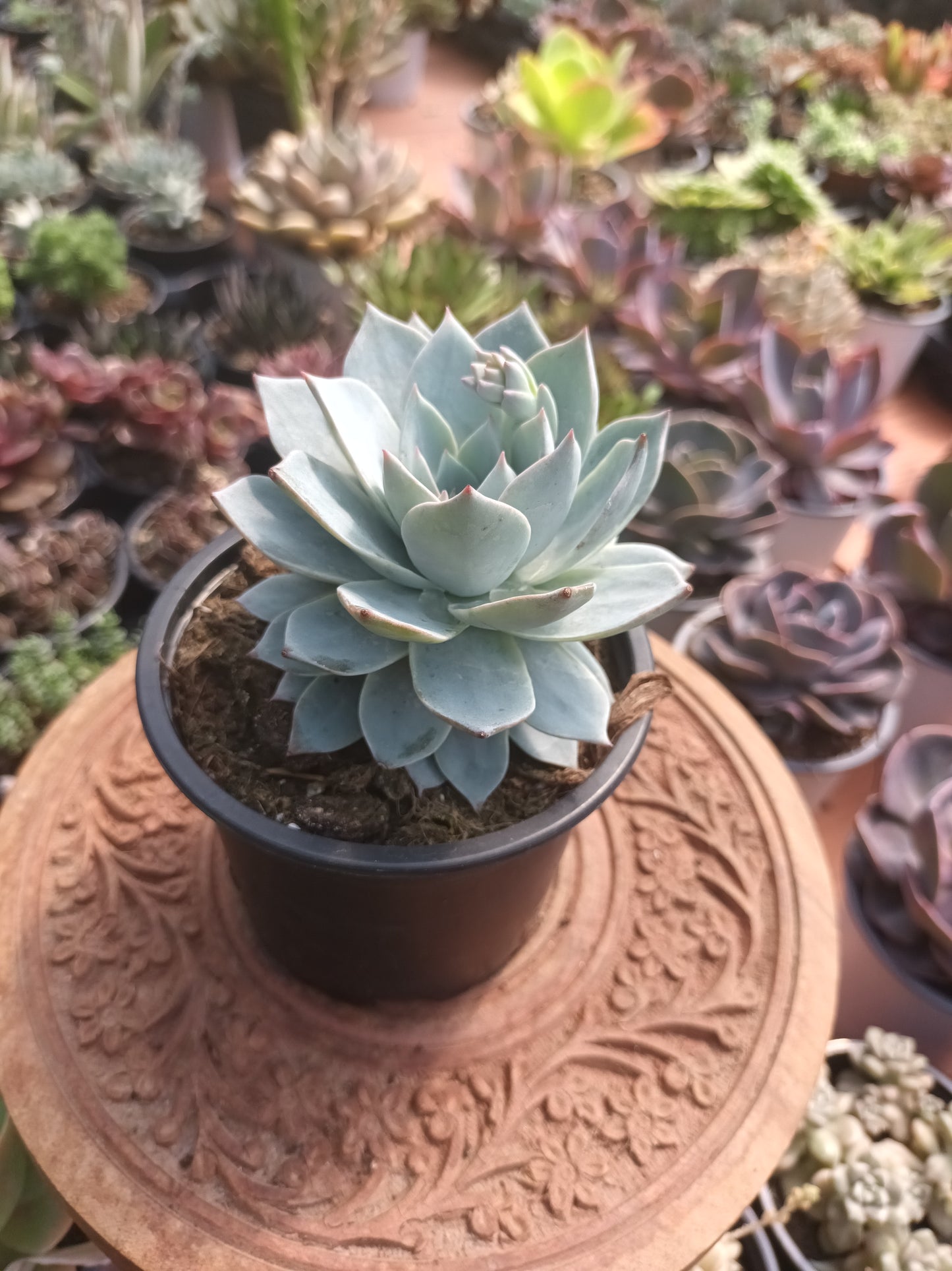Echeveria Peacockii