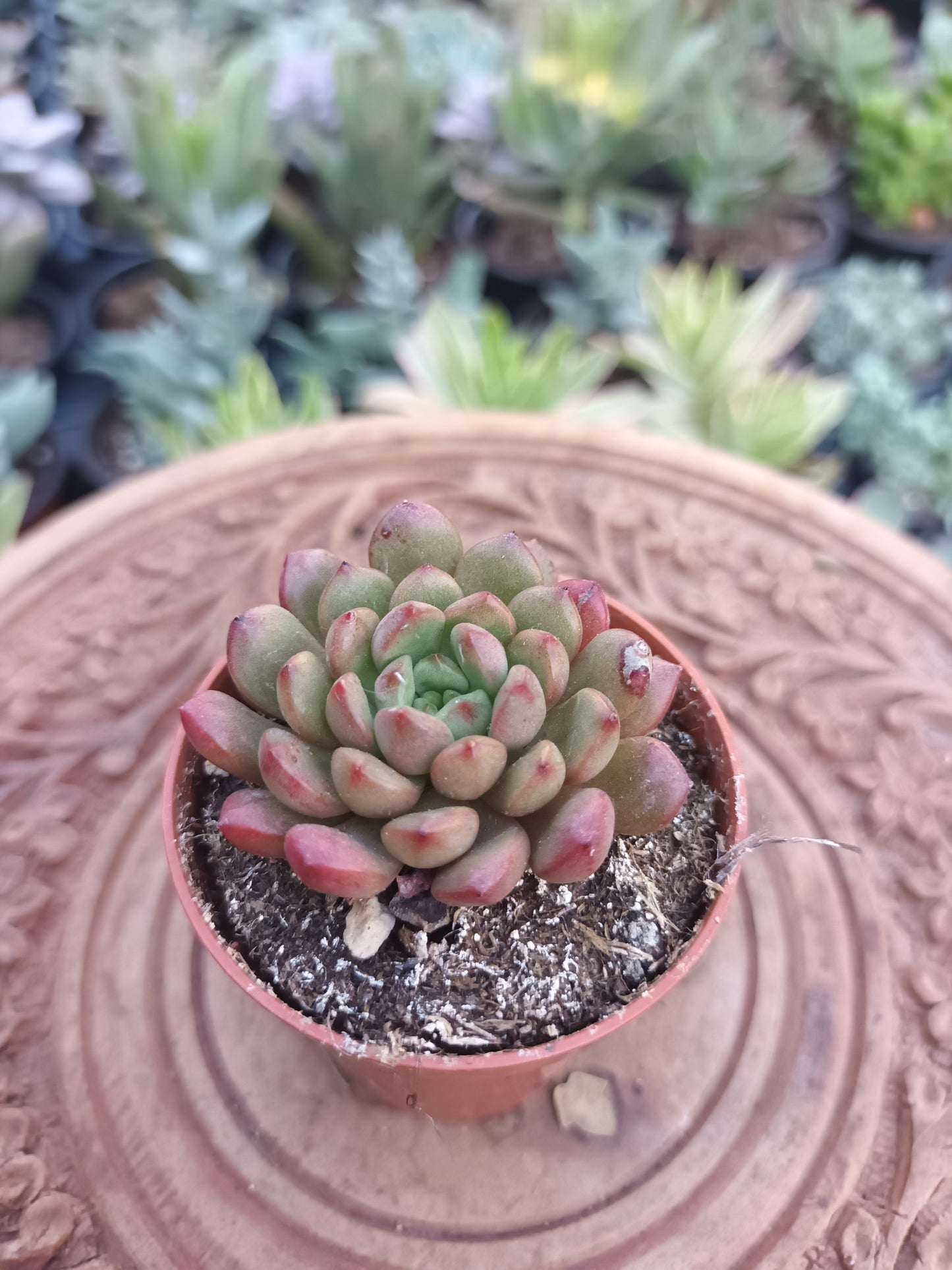 Graptoveria bashful