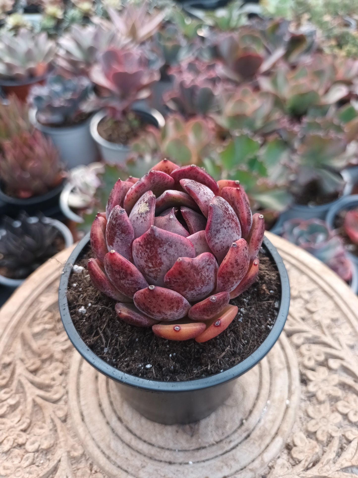 Echeveria Black Eye