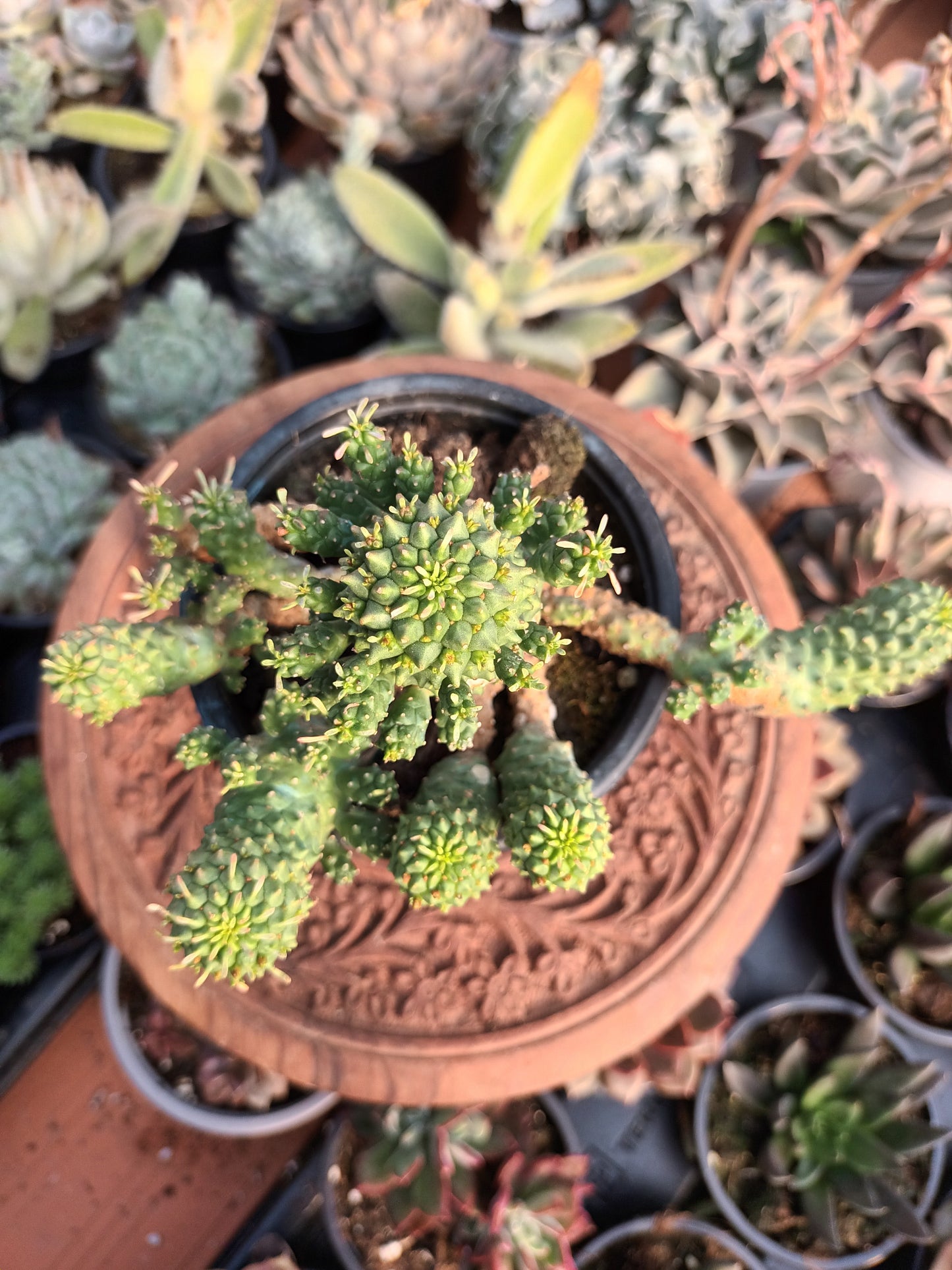 Euphorbia spp 'Medusoide'