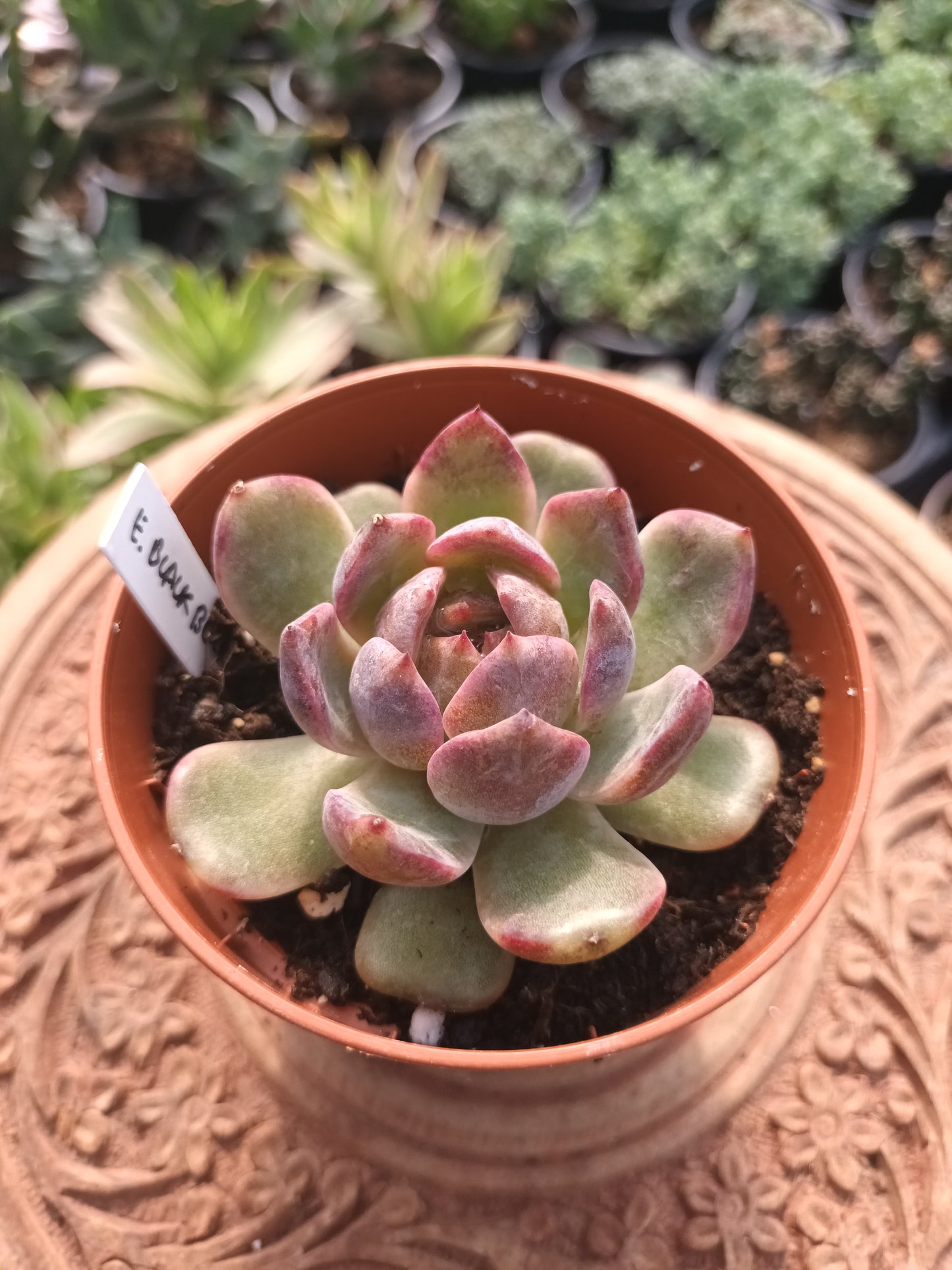 Echeveria Blackberry