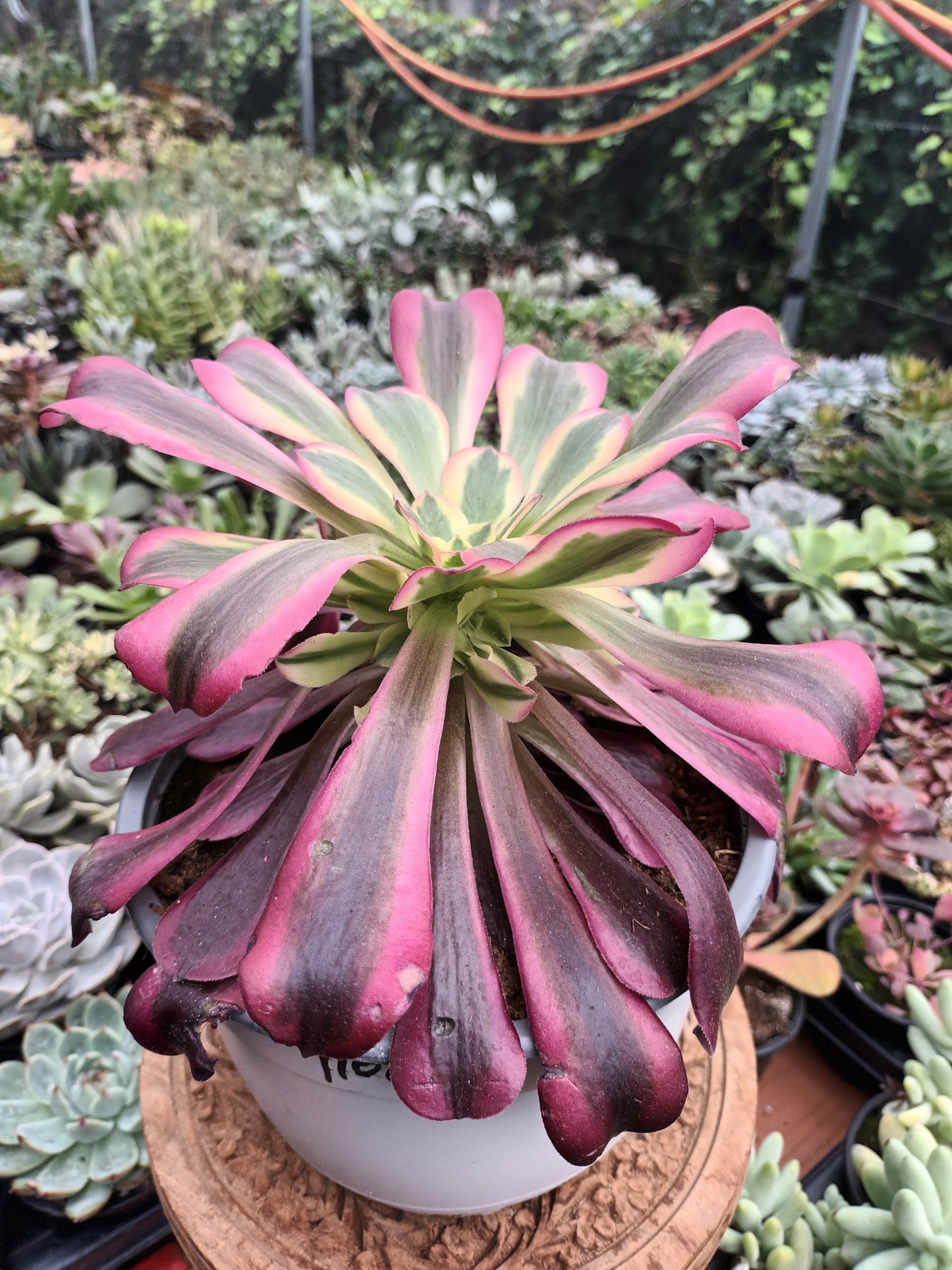 Aeonium Medusa (Planta Madre)