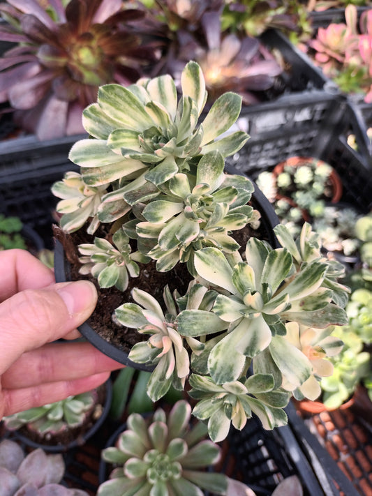 Aeonium castello-paivae variegata