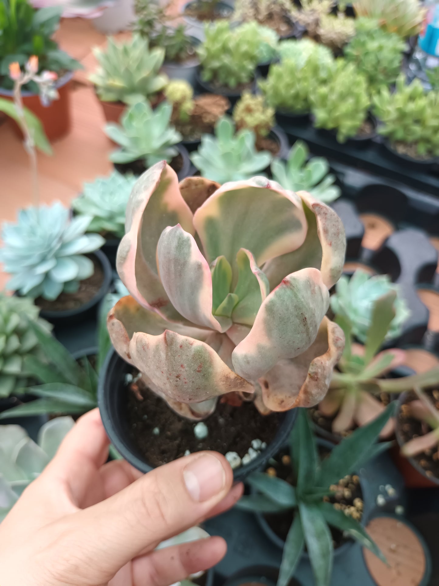 Echeveria Golden state variegata