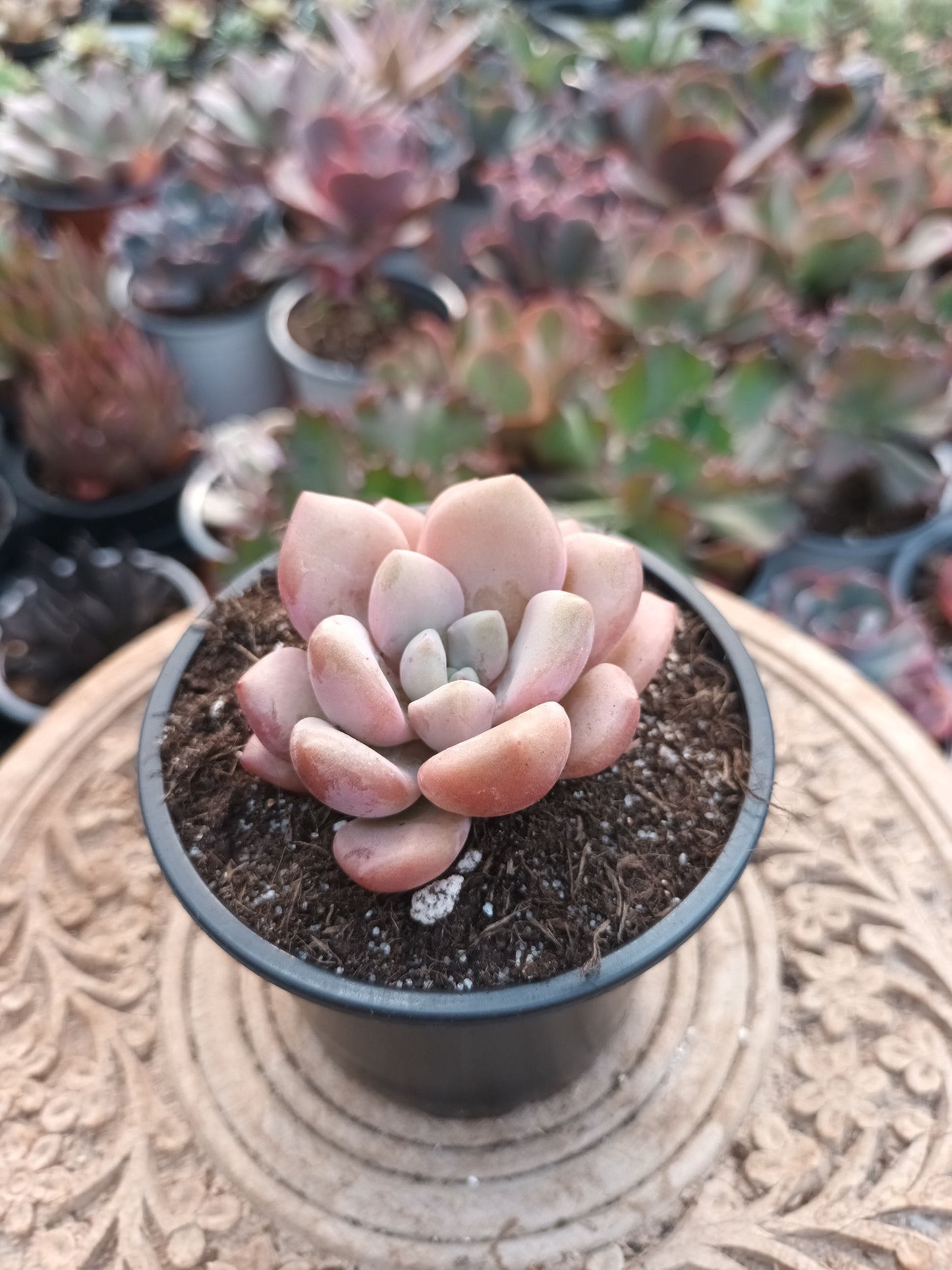 Graptopetalum Spotted Deer