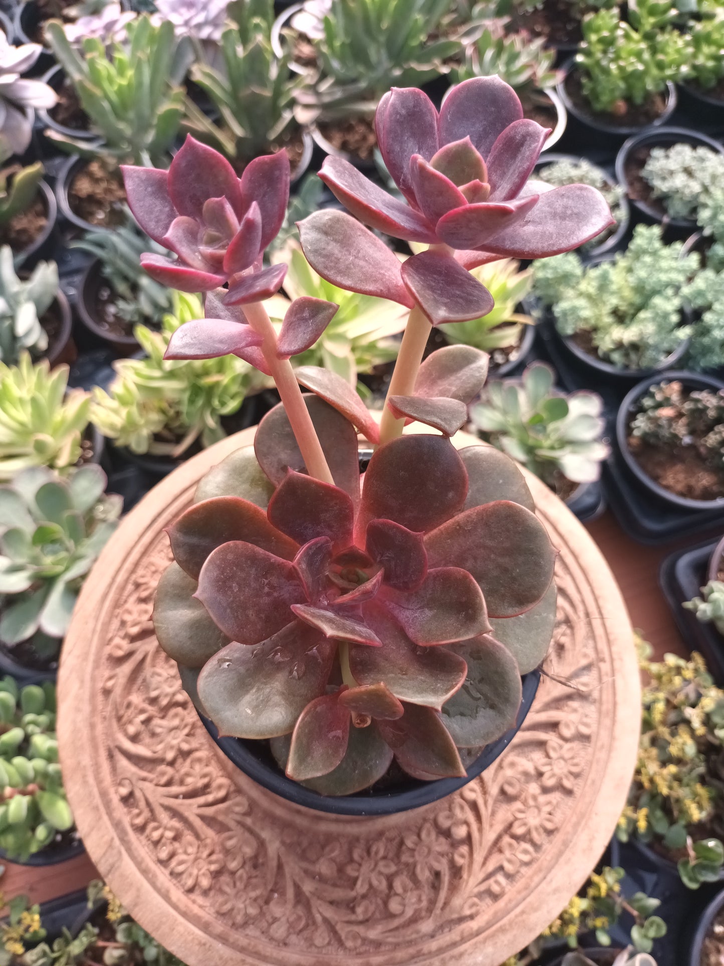 Echeveria agavoides mont
