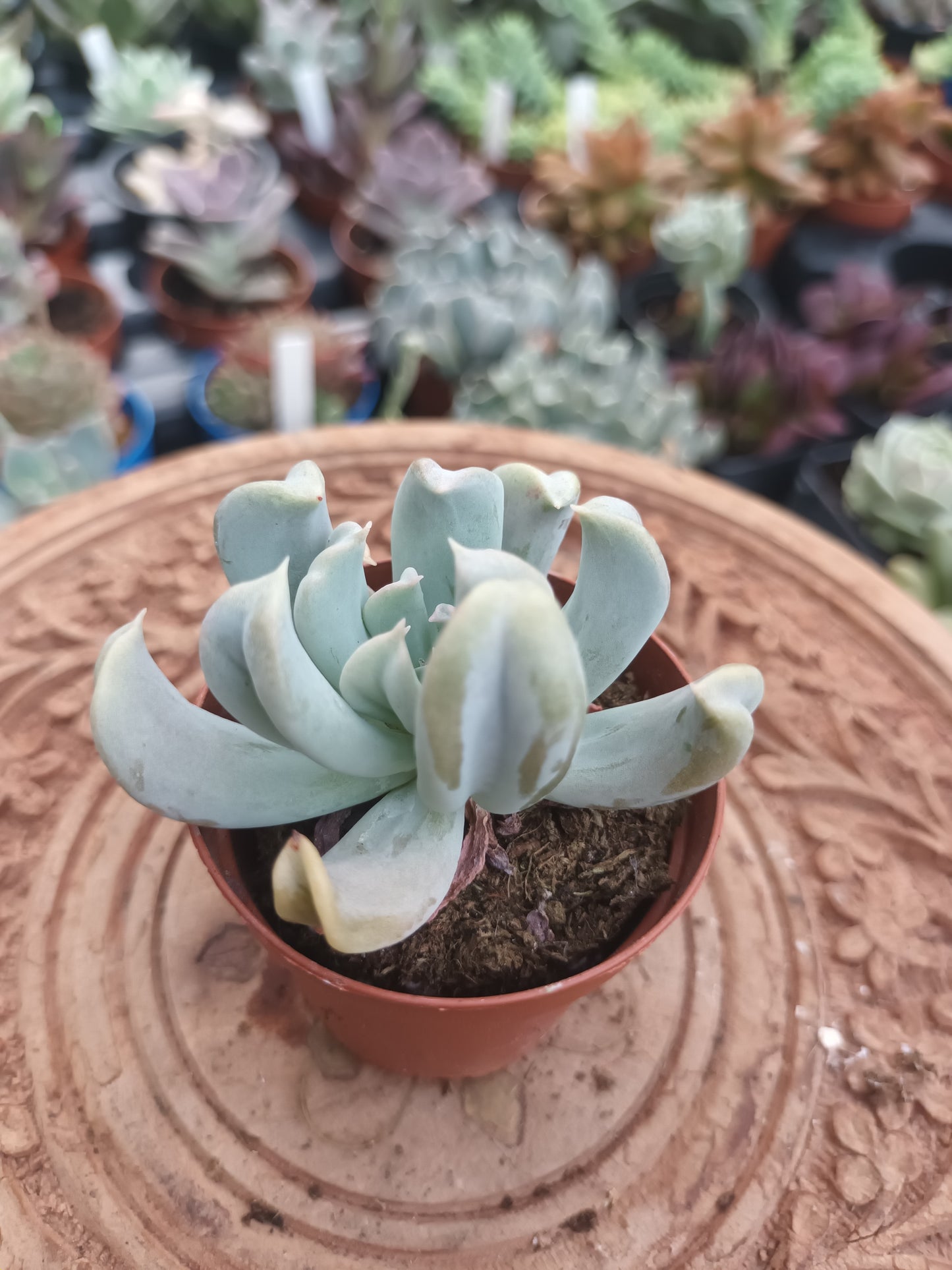 Echeveria runyonii Topsy Turvy
