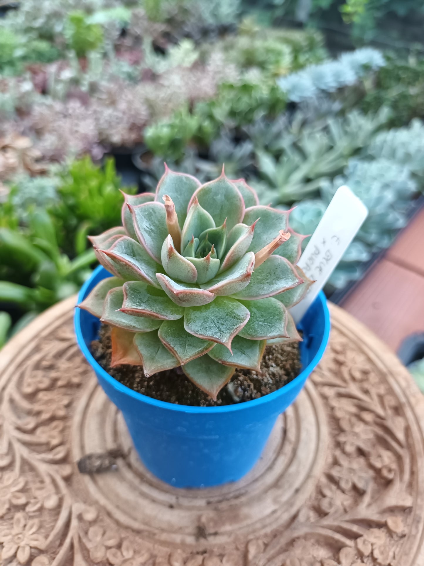 Echeveria 'Blue Bird' x 'purposum'