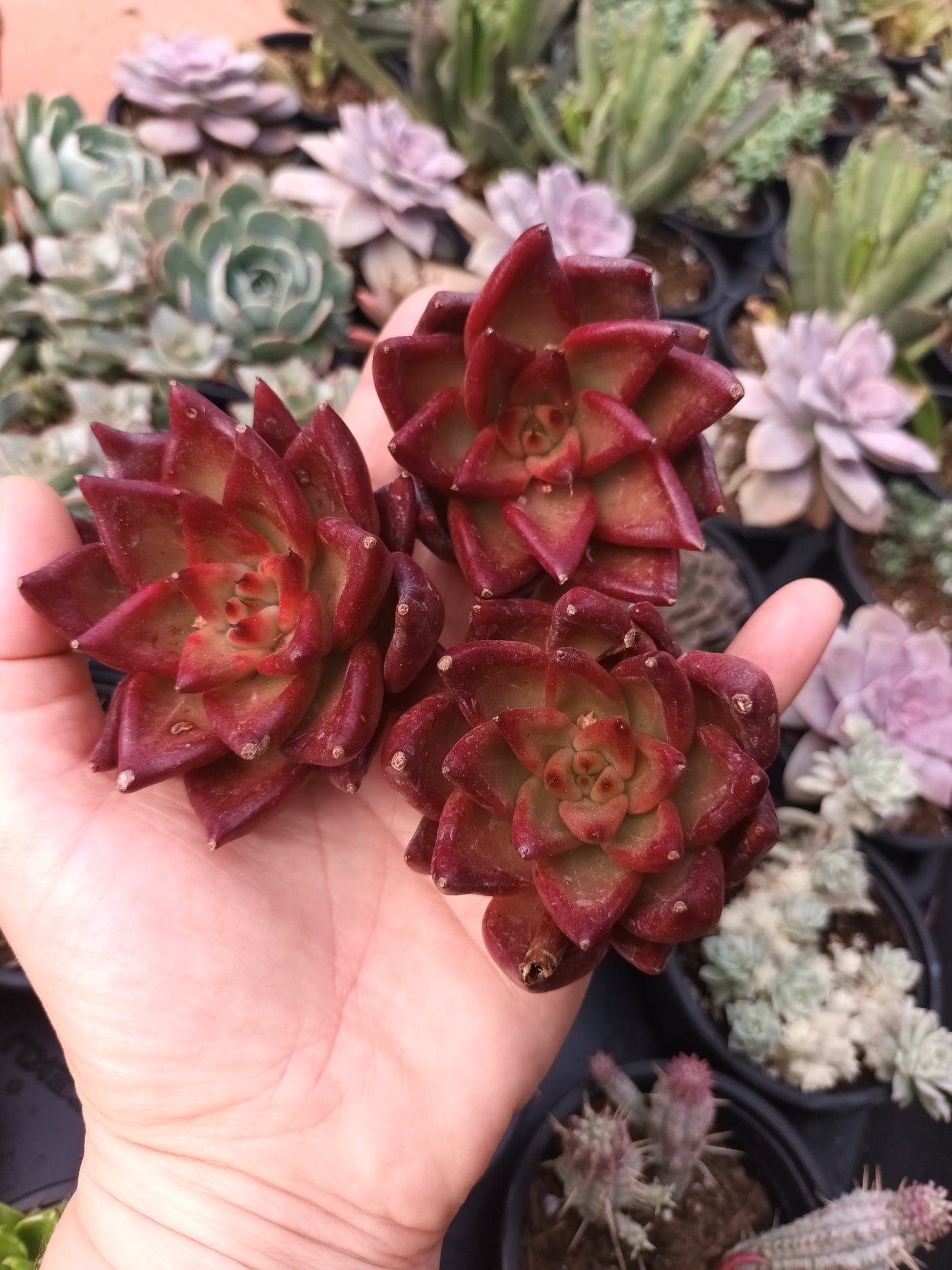 Echeveria 'Red Soul'