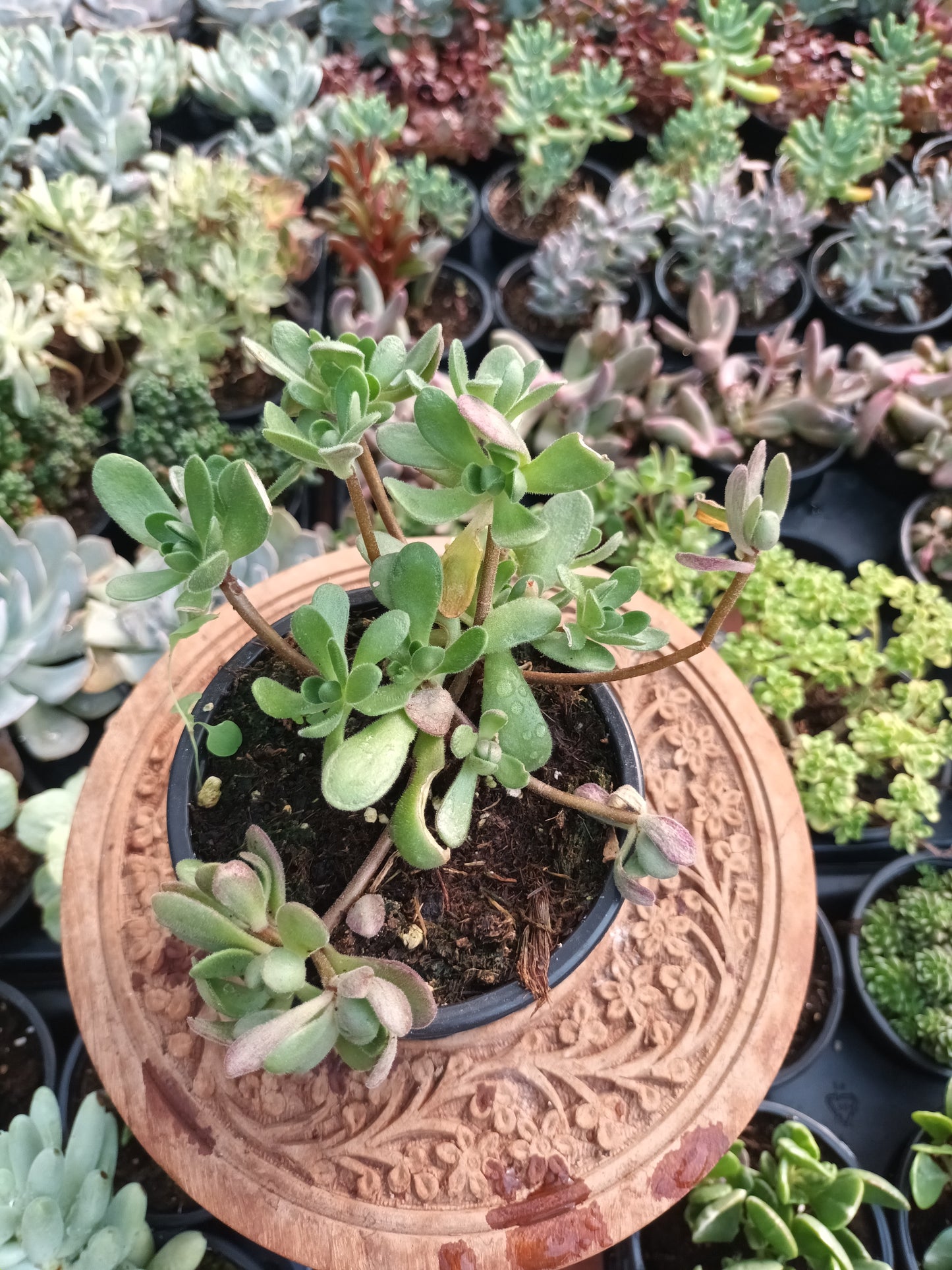 Aeonium saundersii