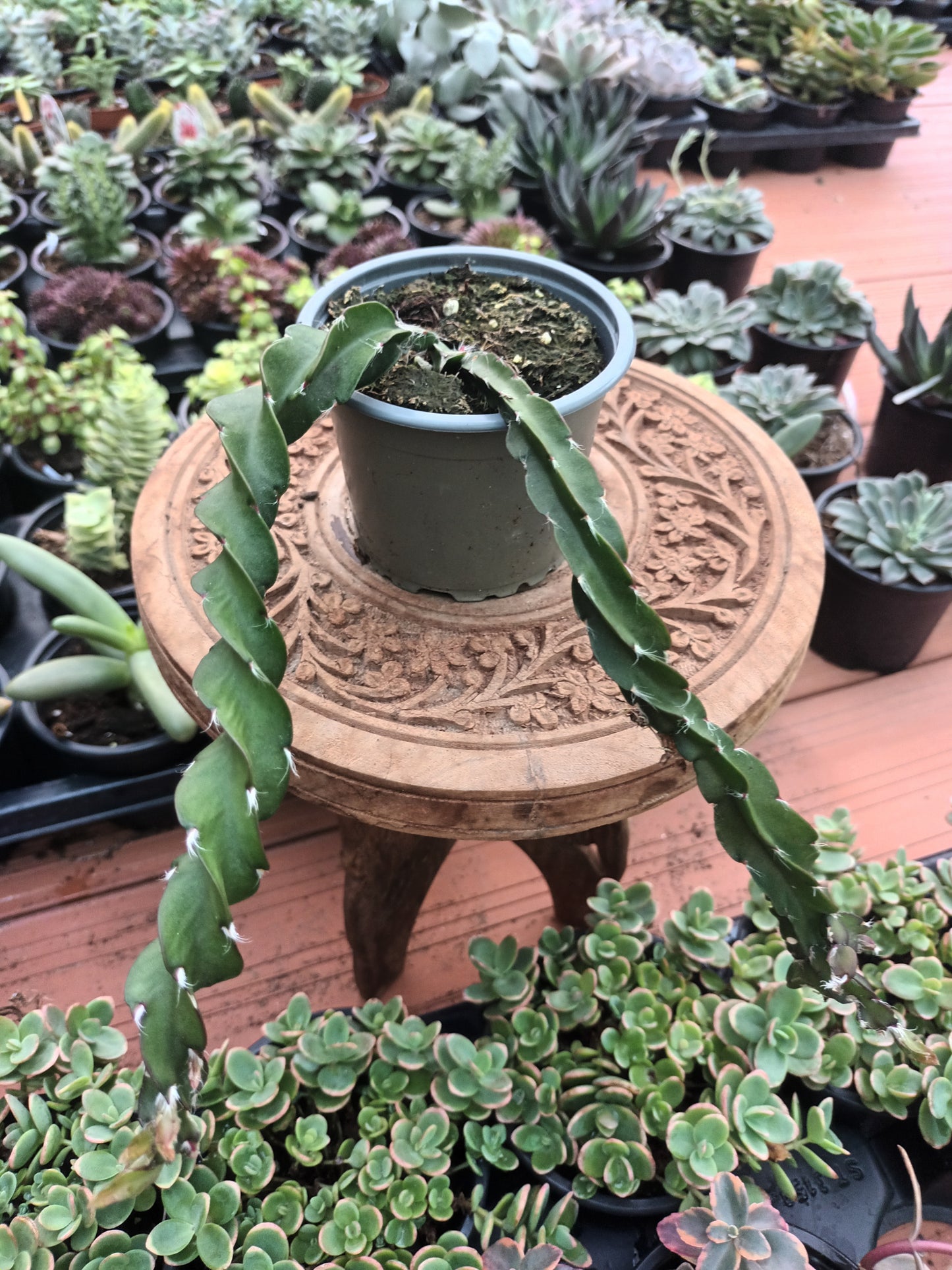 Lepismium cruciformis spiralis o cactus rabo de cerdo