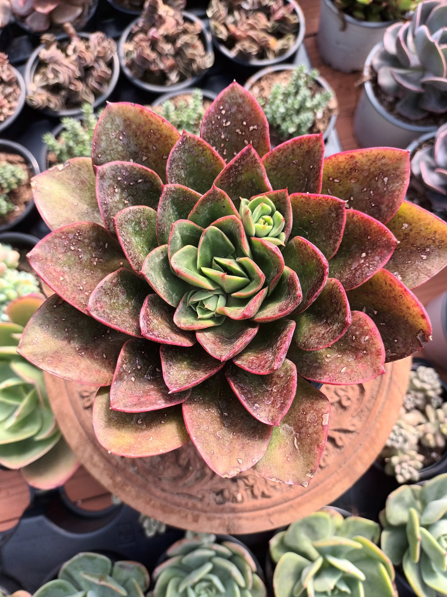 Echeveria Salsa Verde
