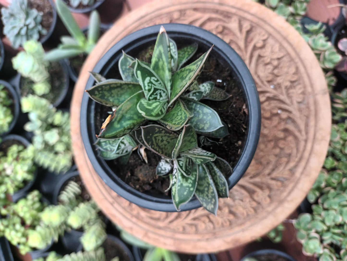 Gasteria Liliputana