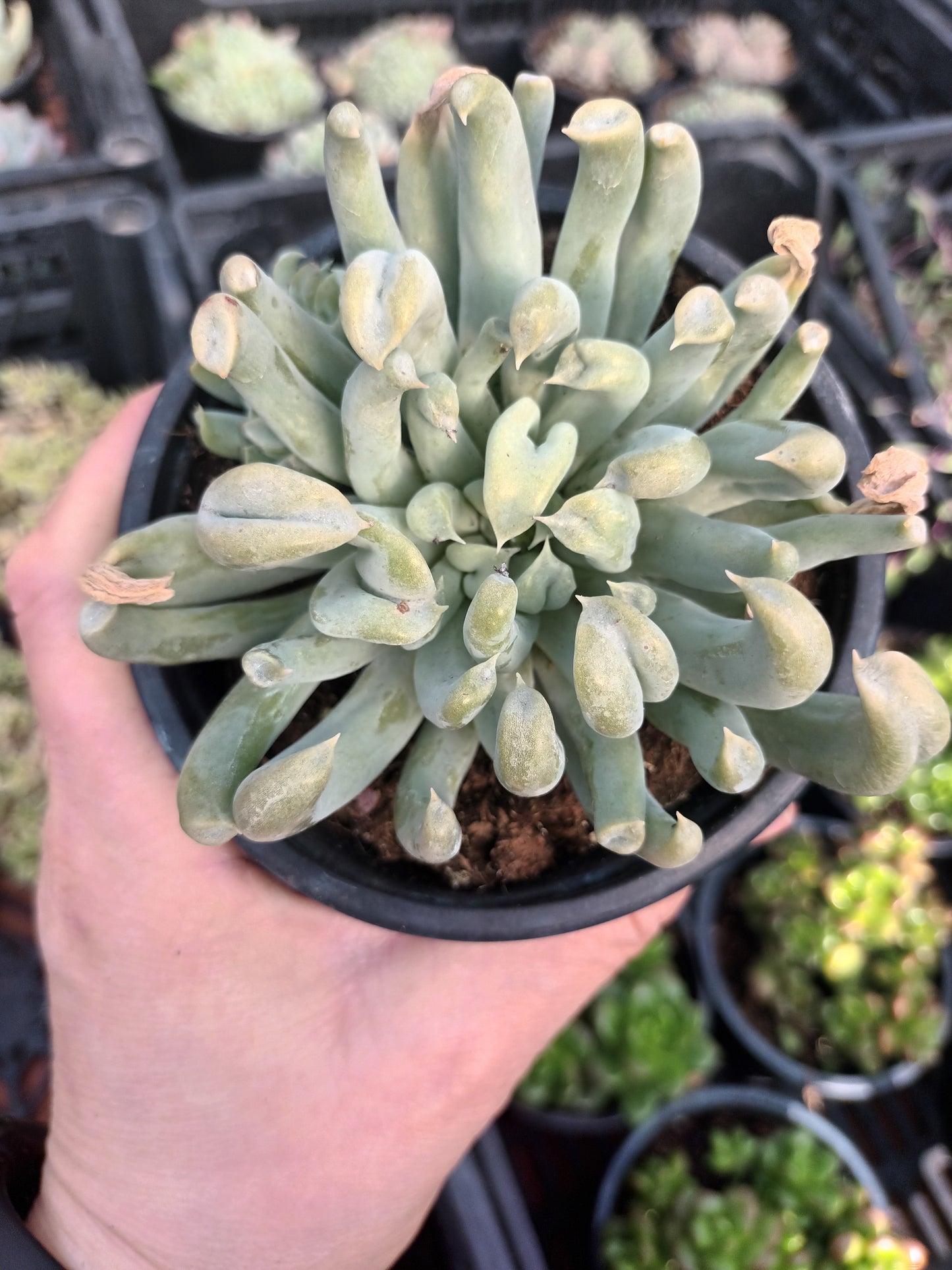 Echeveria runyonii spider