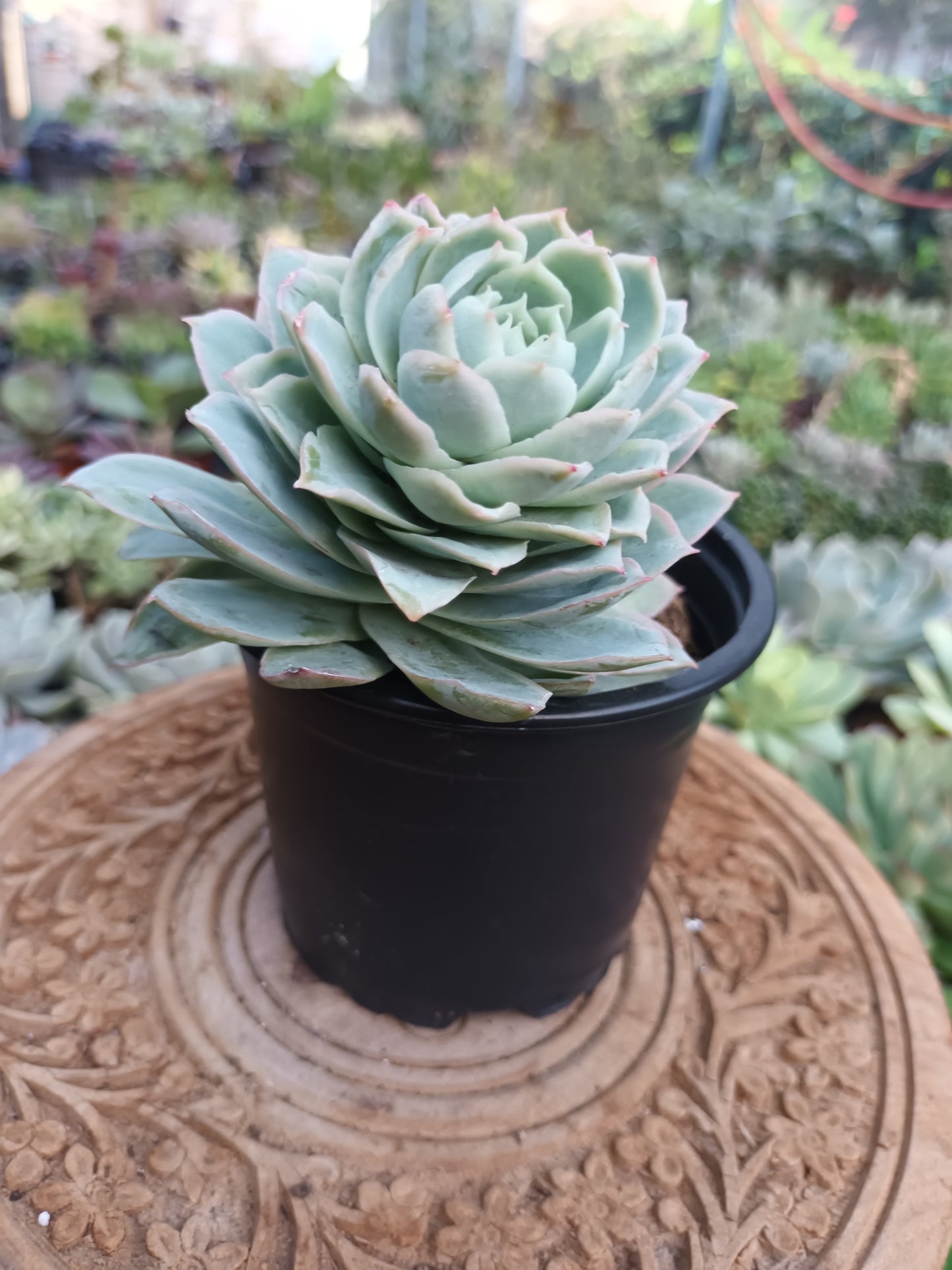 Echeveria 'Boeil Rose'