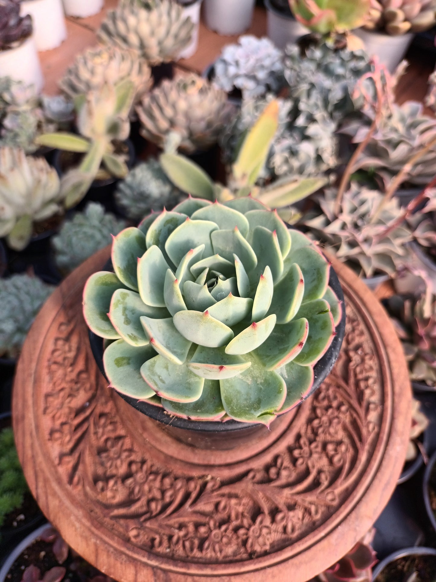 Echeveria pumila x glauca
