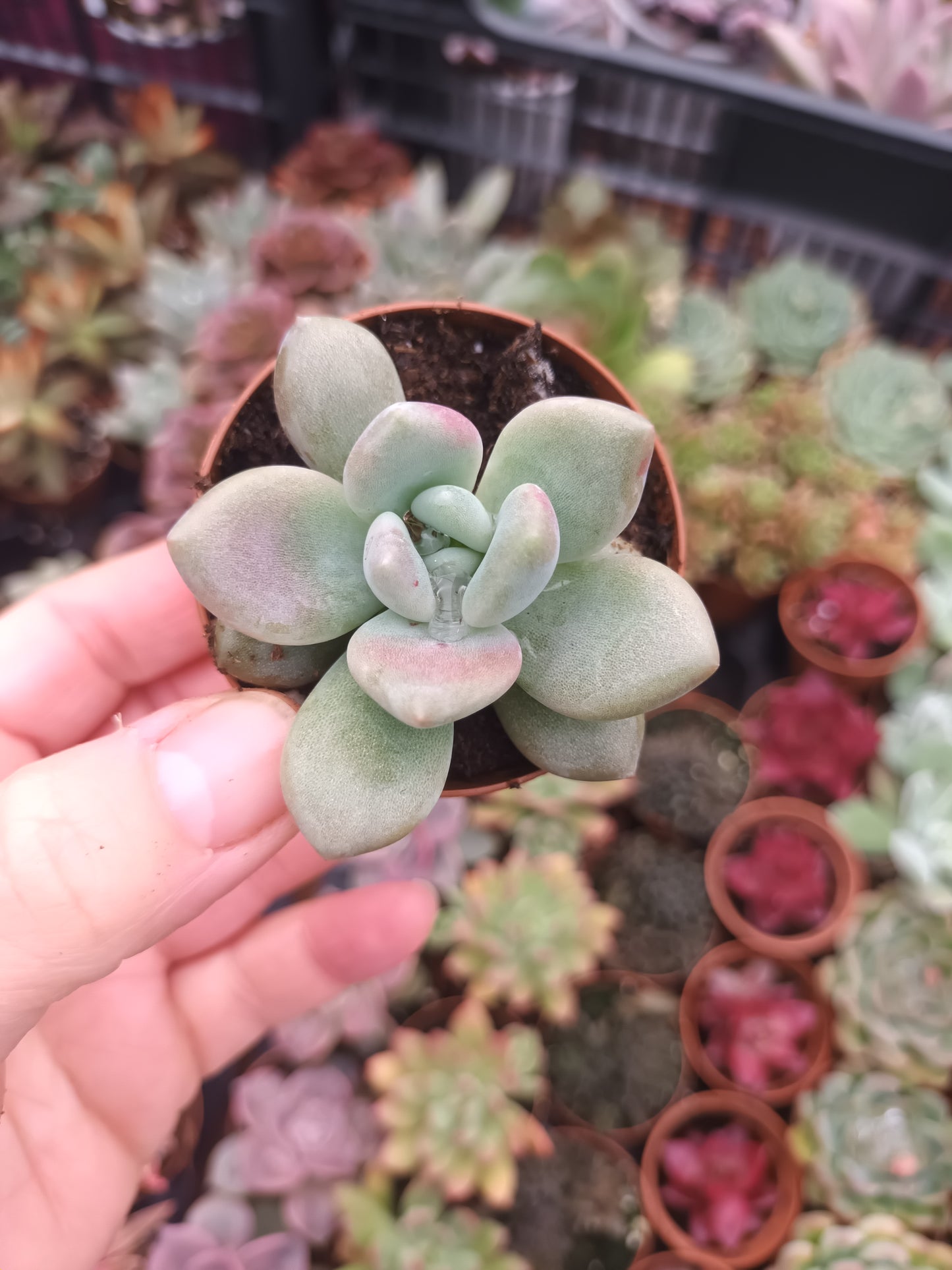 Graptoveria Opalina