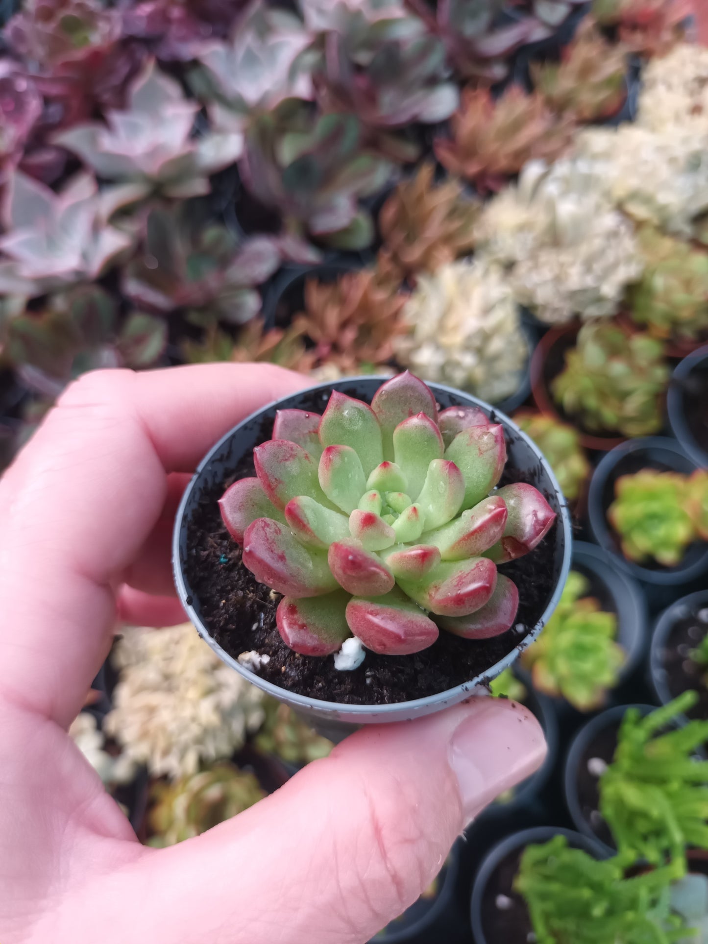 Graptoveria bashful