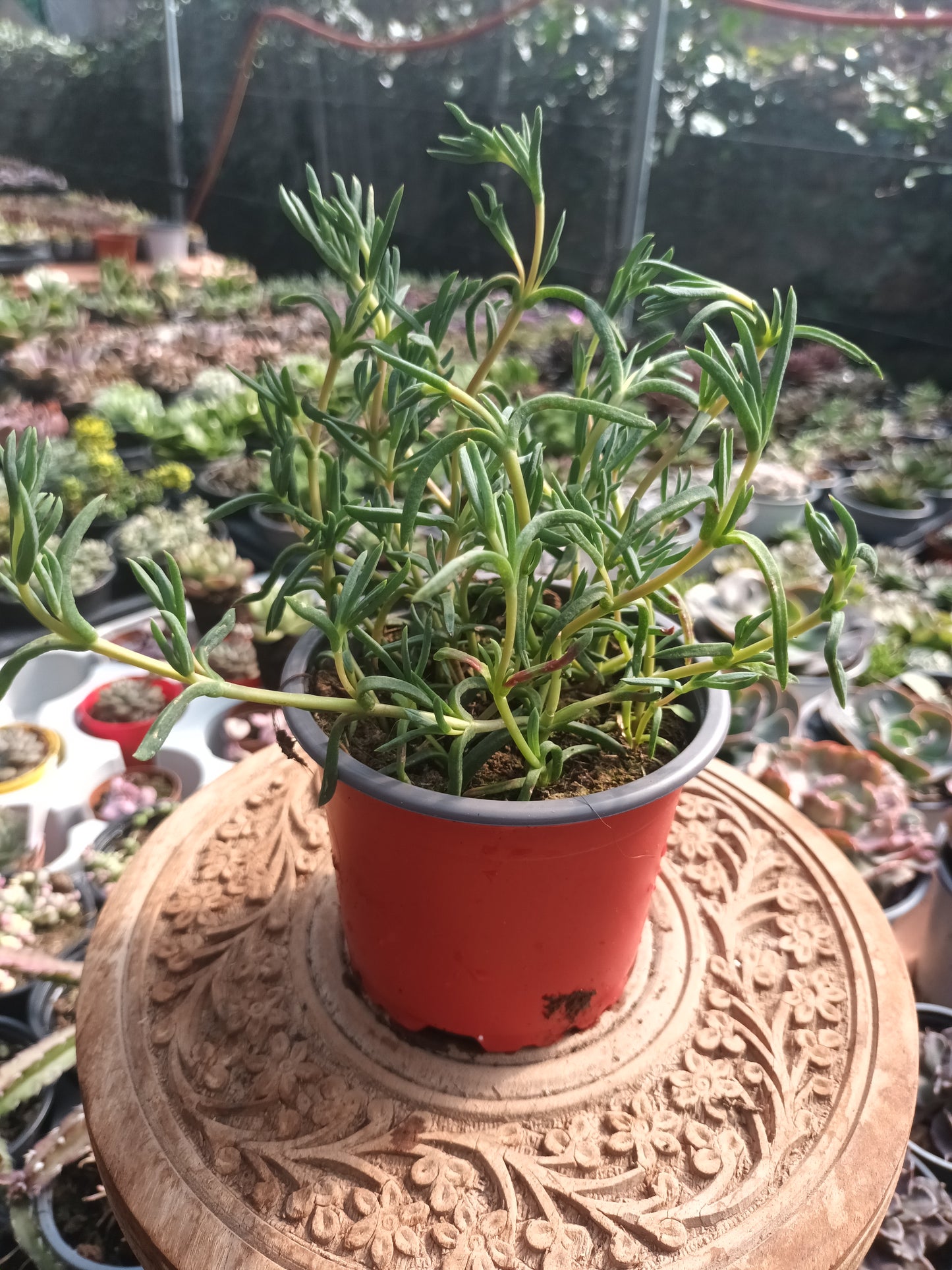 Delosperma spp / Rayito de sol