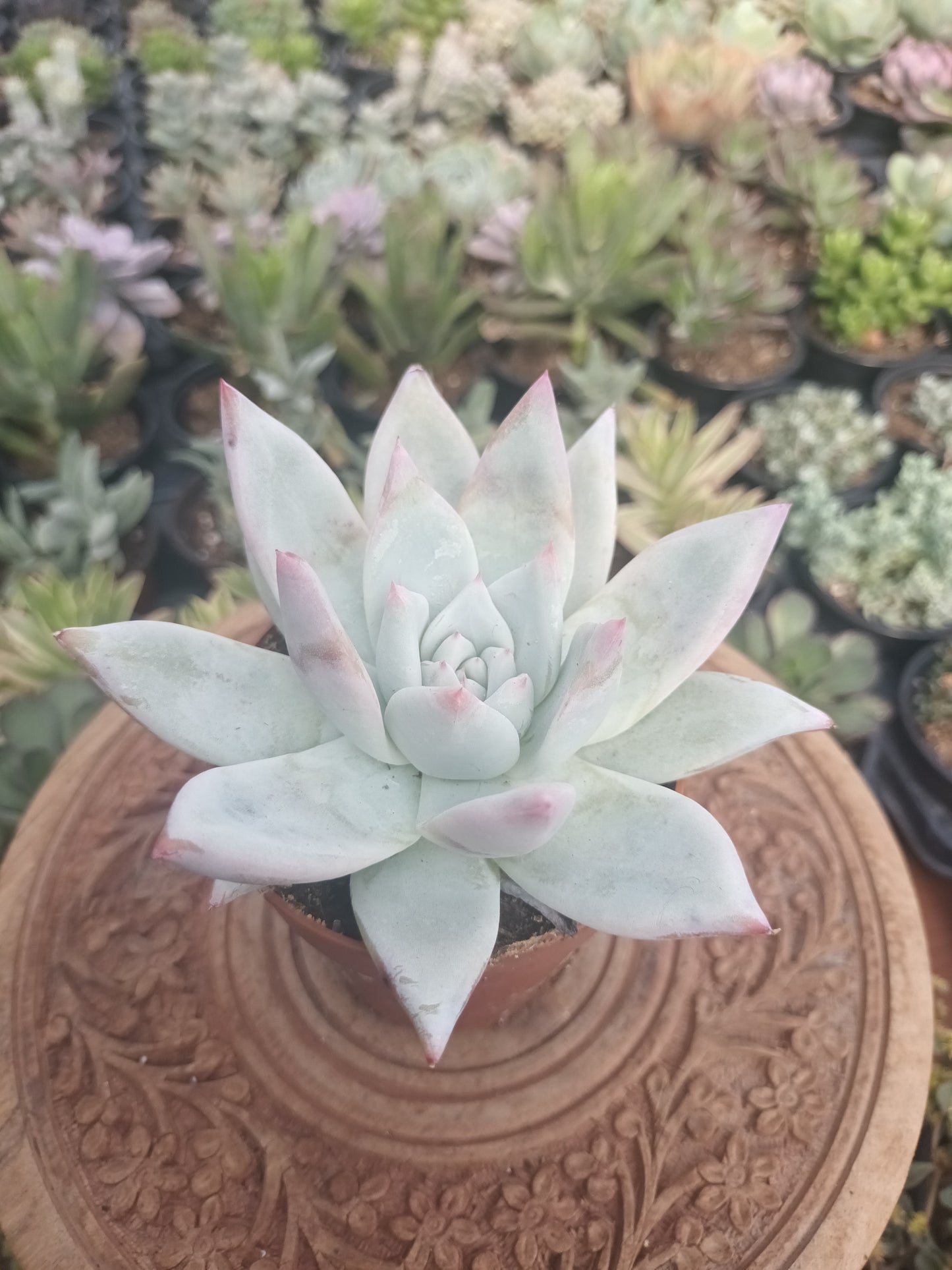 Echeveria colorata tapalpa