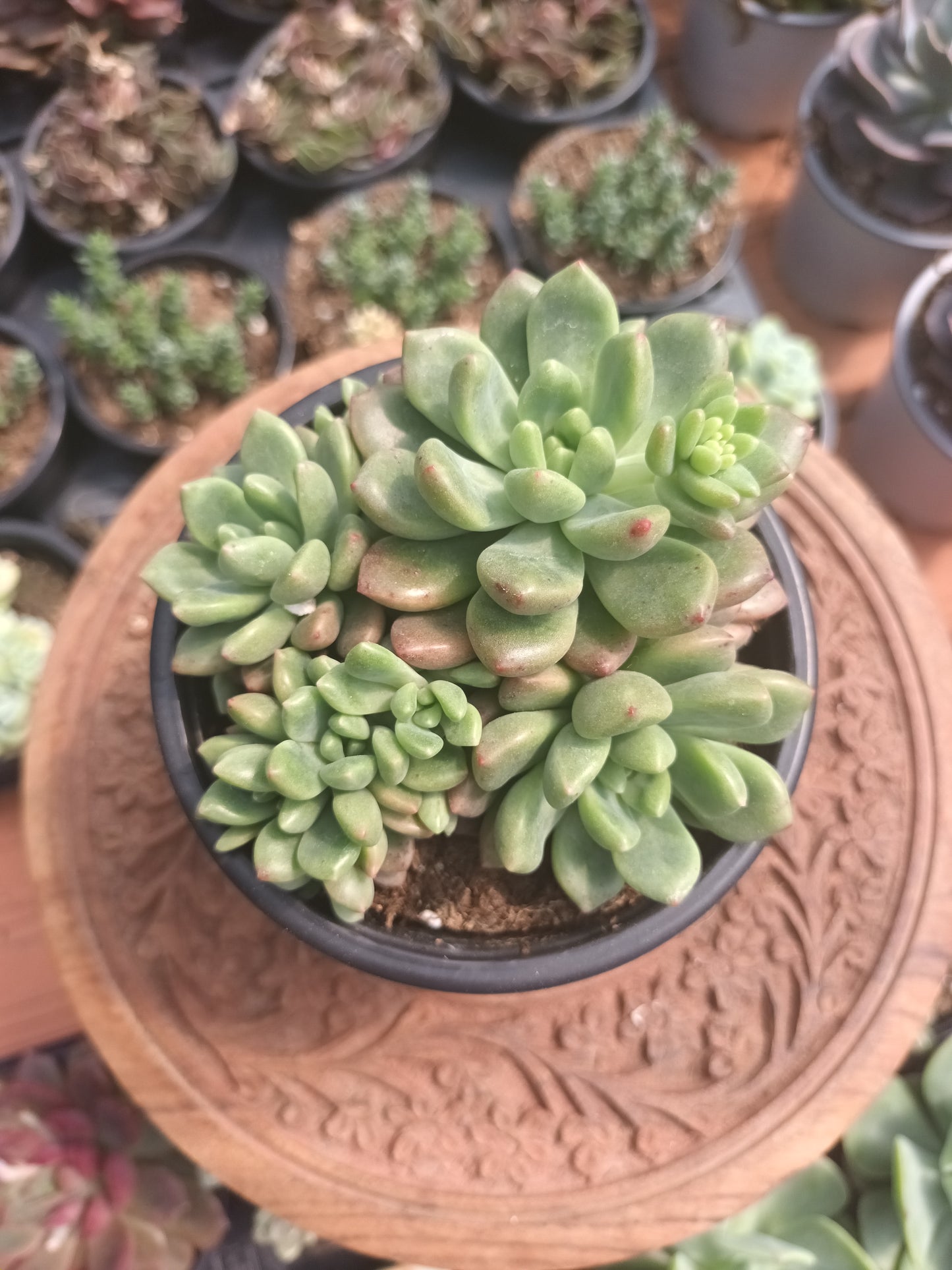 Echeveria vienna