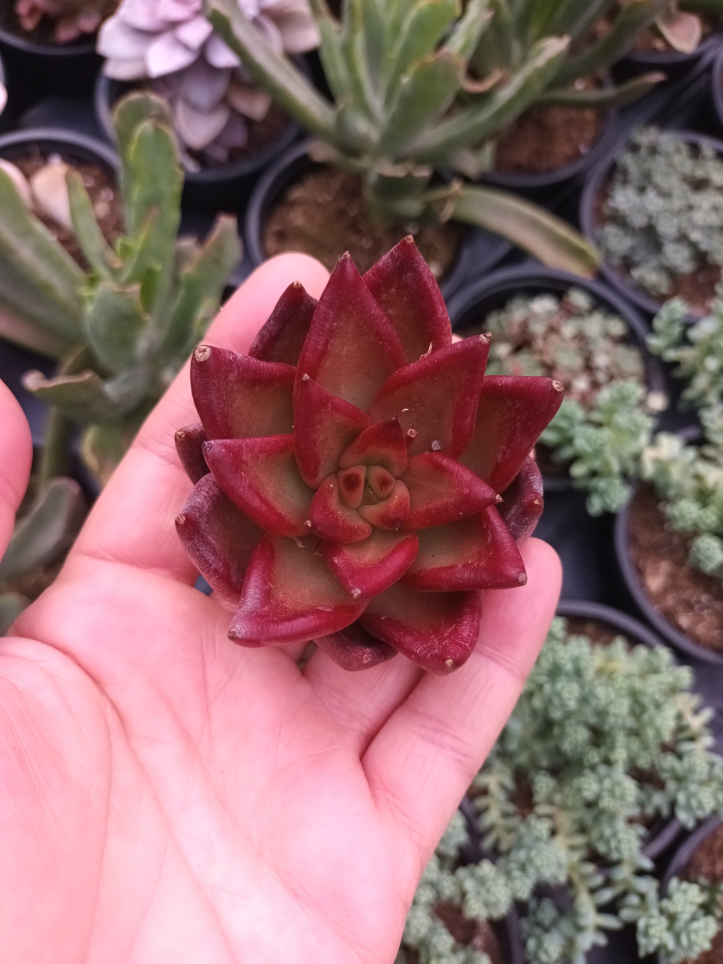 Echeveria 'Red Soul'