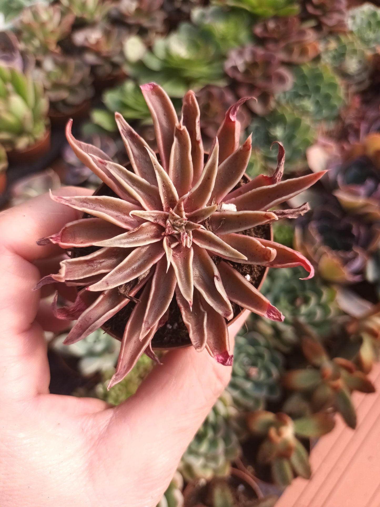Echeveria sabre wolf