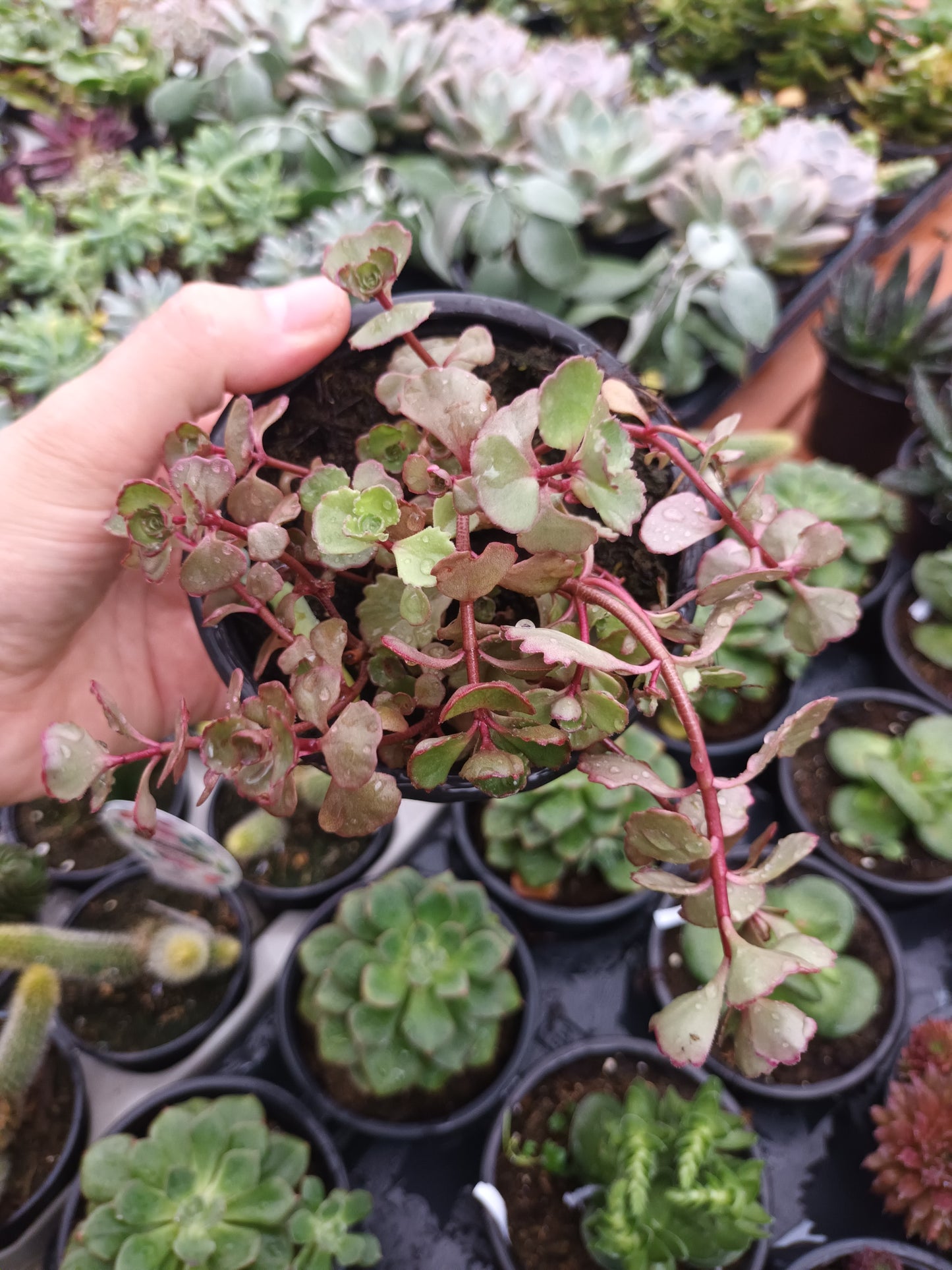 Sedum Red Carpet
