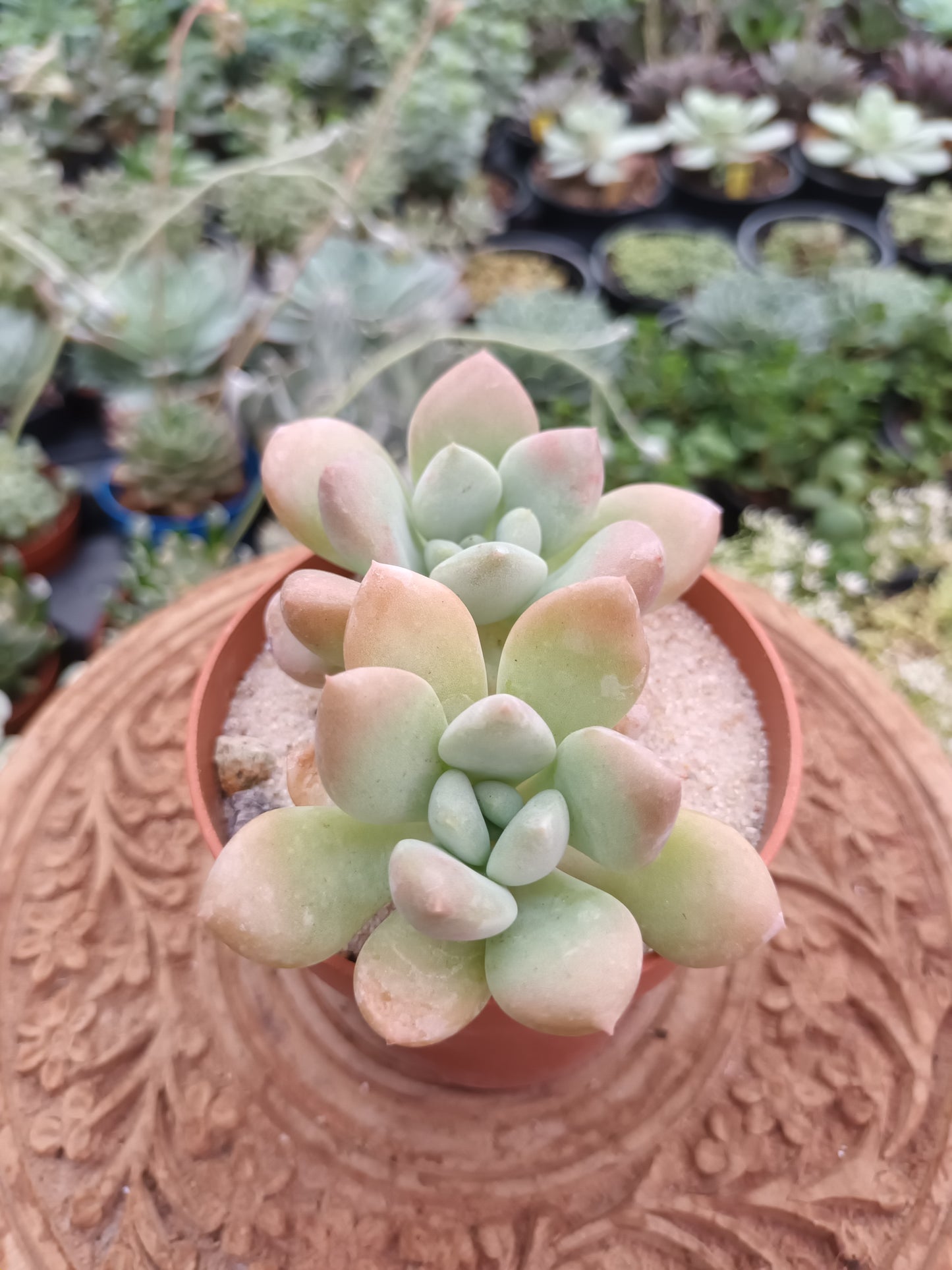 Pachyphytum piebald deer
