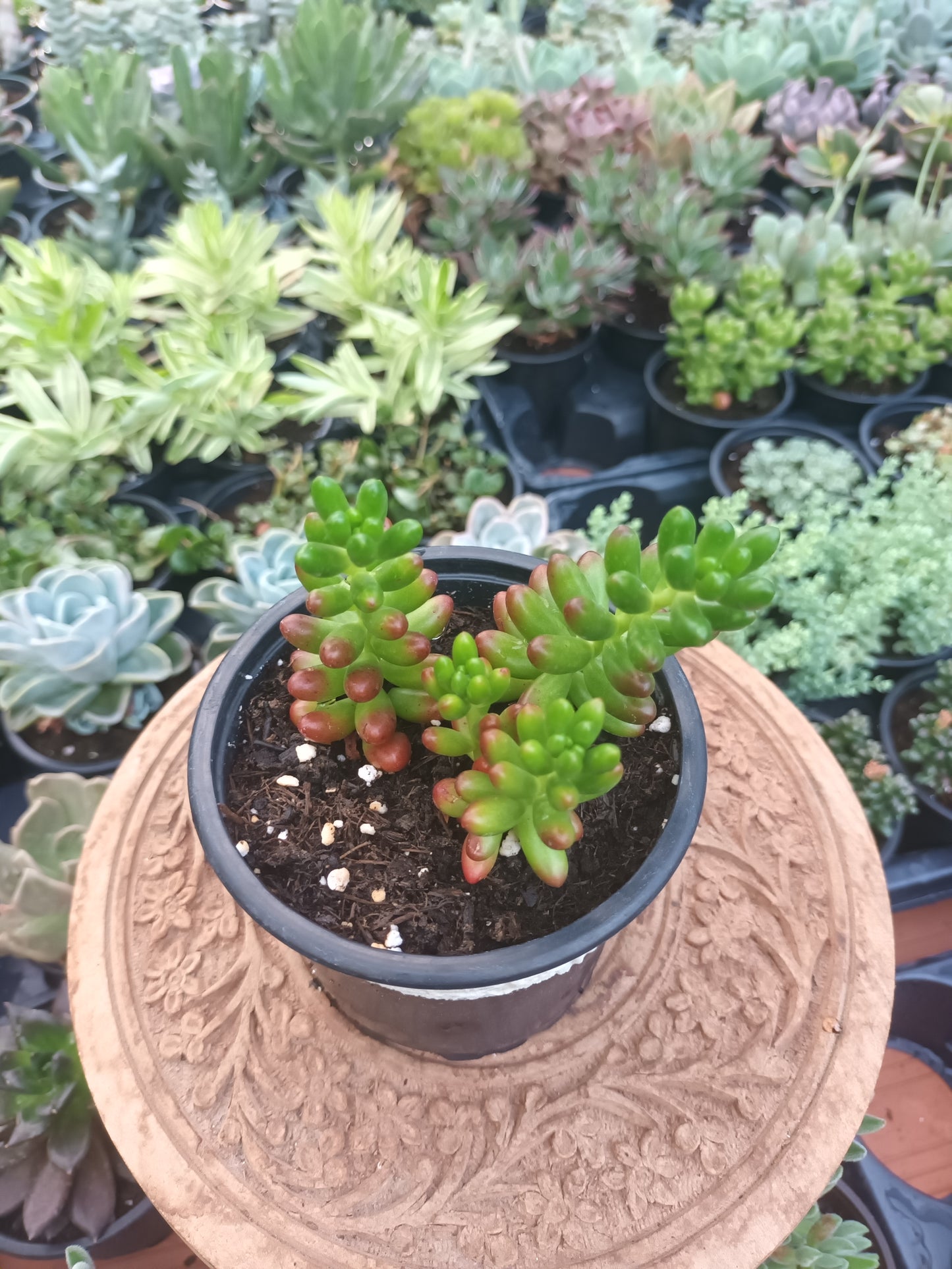 Sedum rubroticum