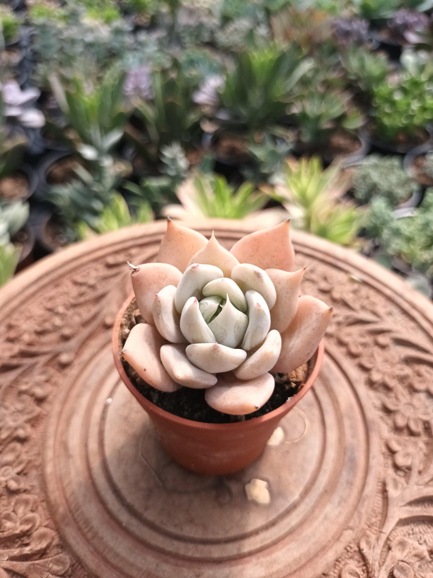 Echeveria Juliana