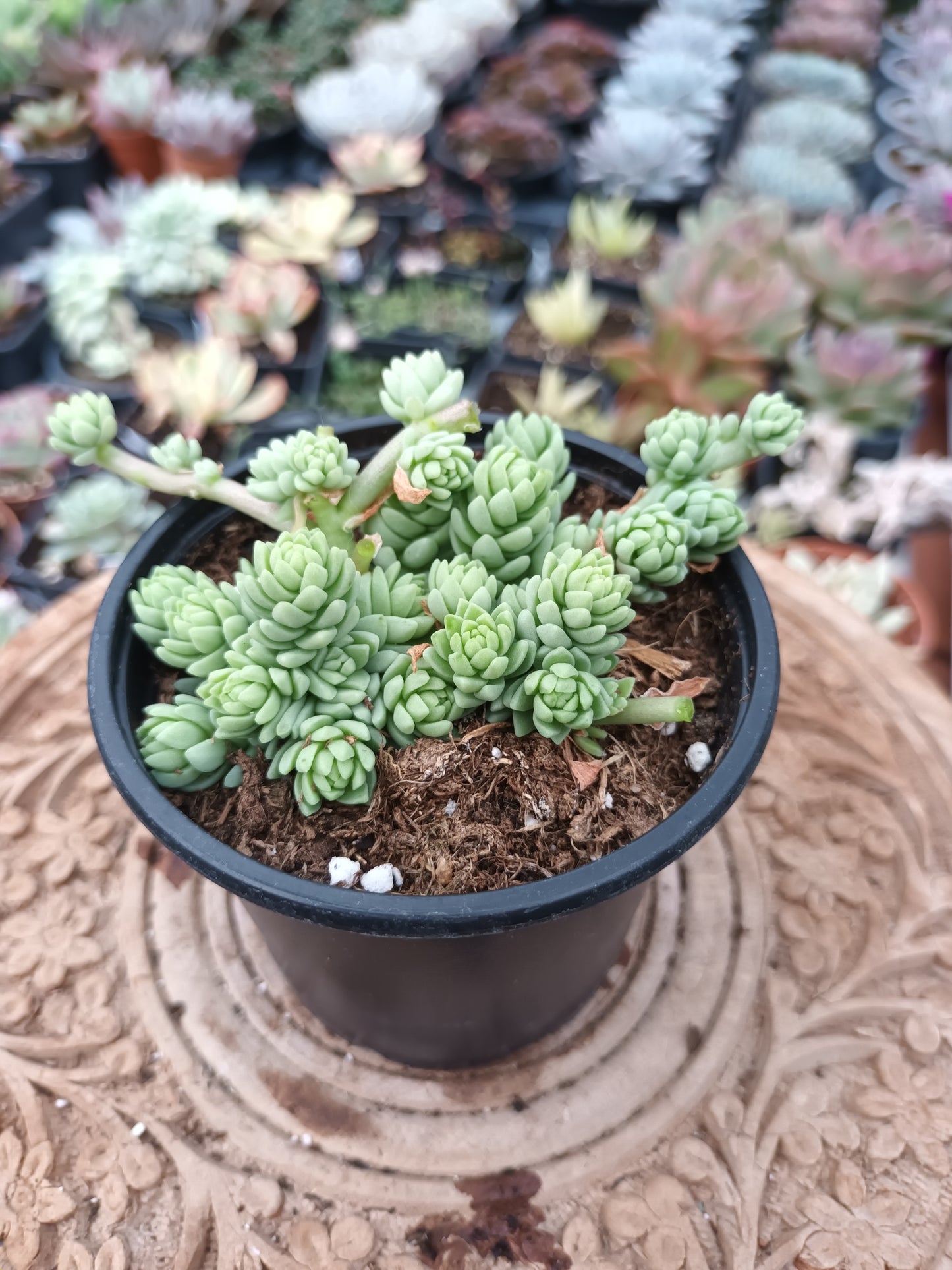 Sedum collar de princesa