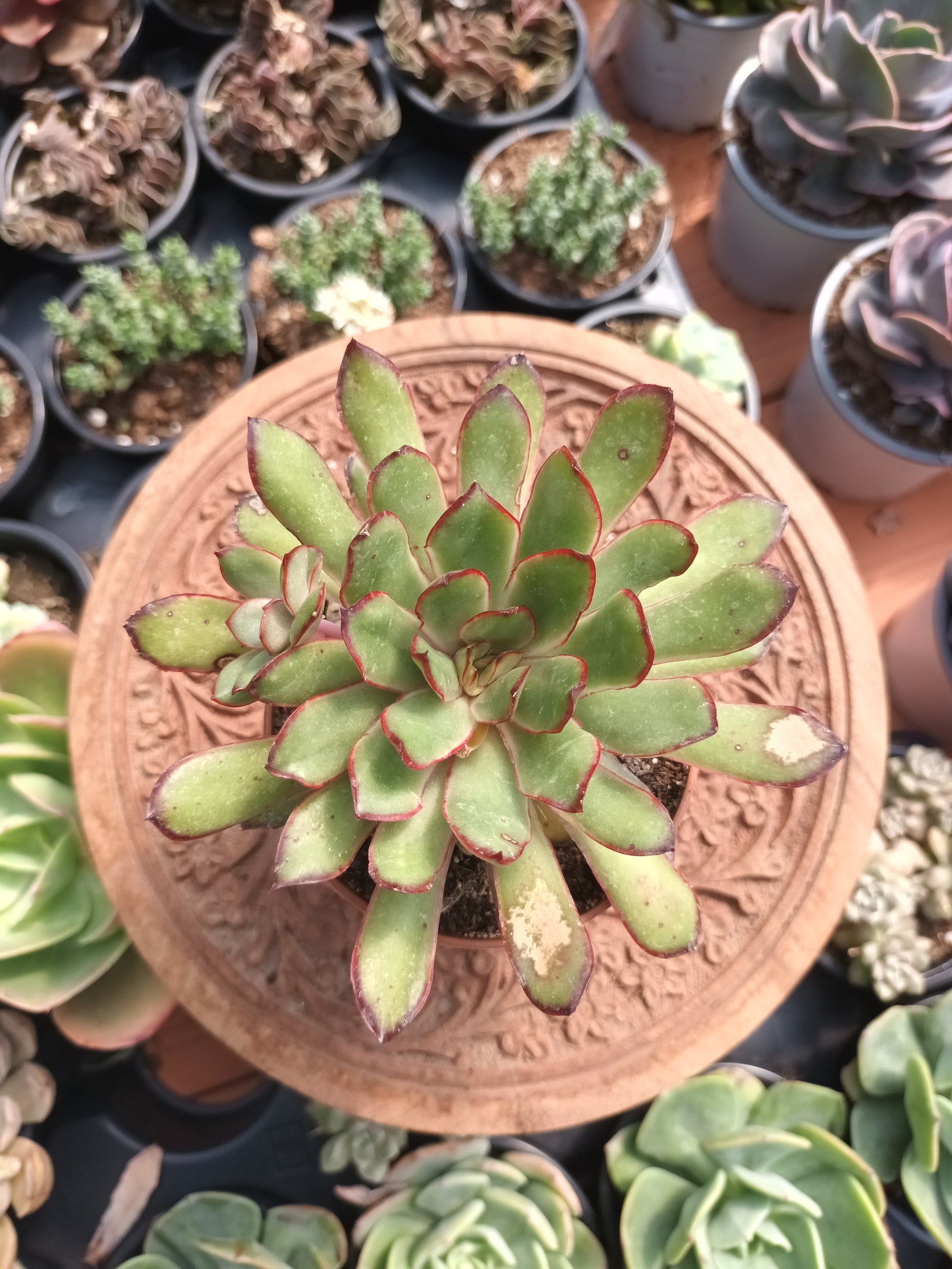 Echeveria pulidonis 'Magma Pearl'