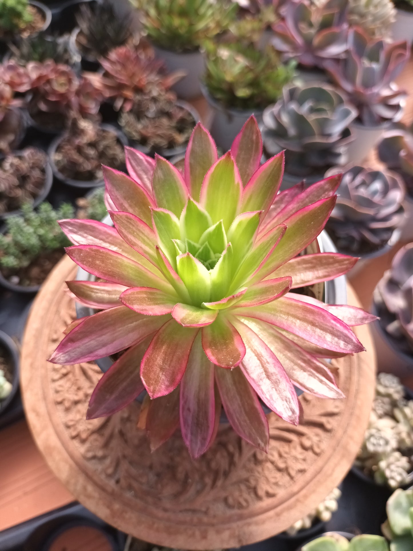 Aeonium Firecraker variegata