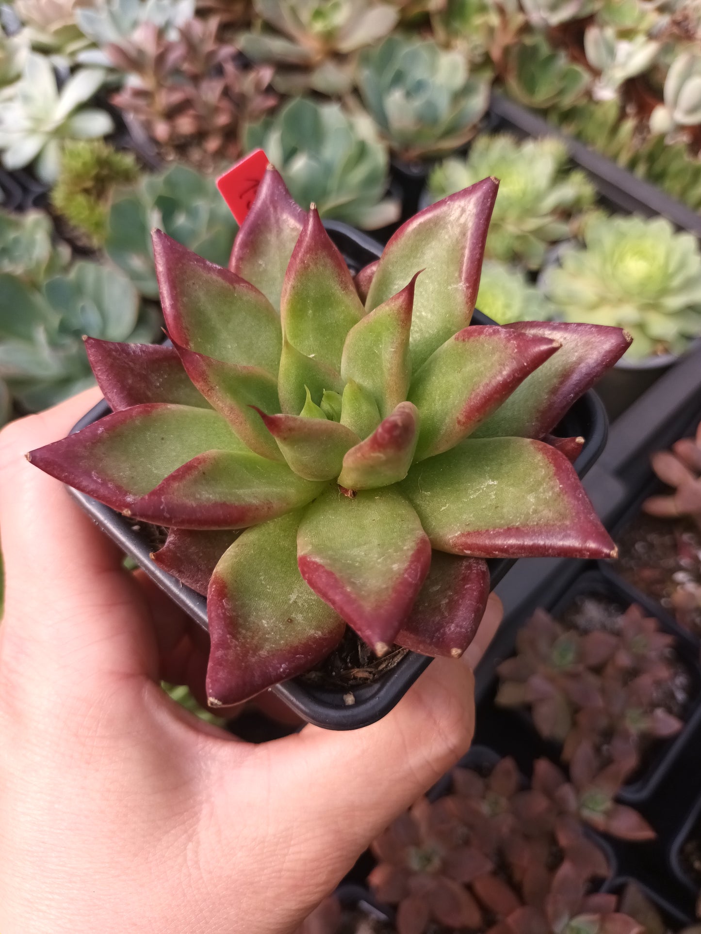 Echeveria 'Red Soul'