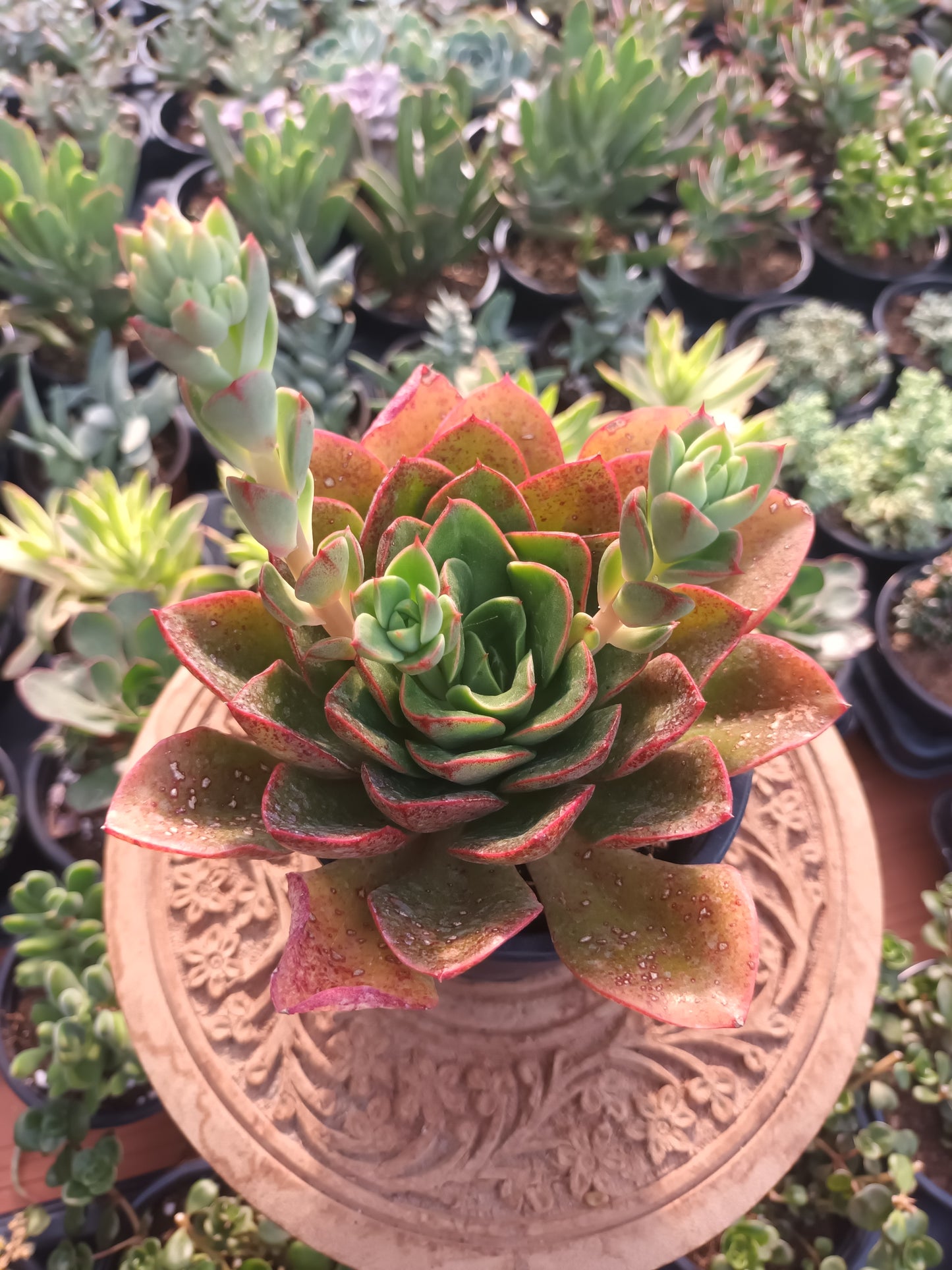 Echeveria Salsa Verde
